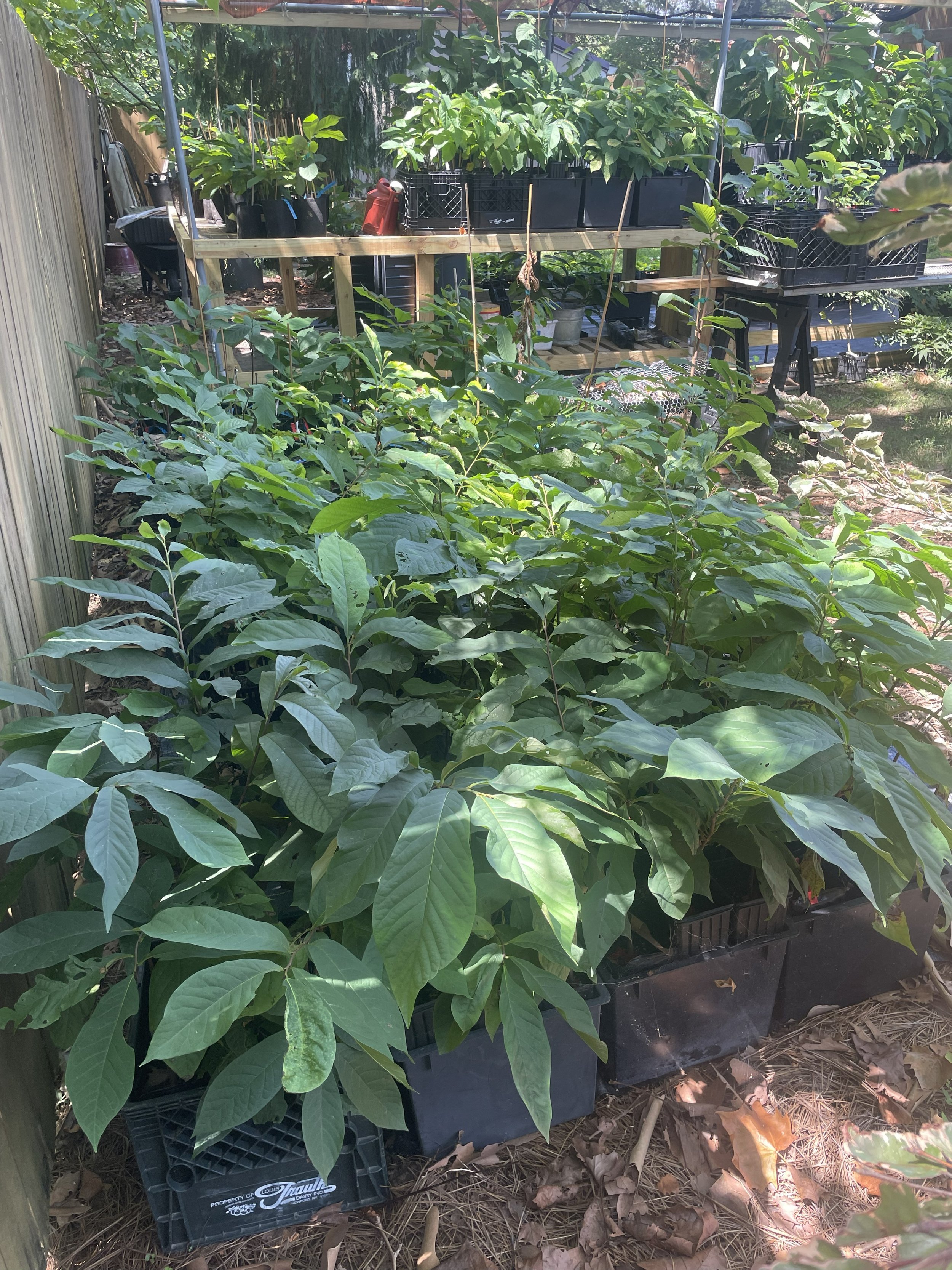 Pawpaw plants.jpg