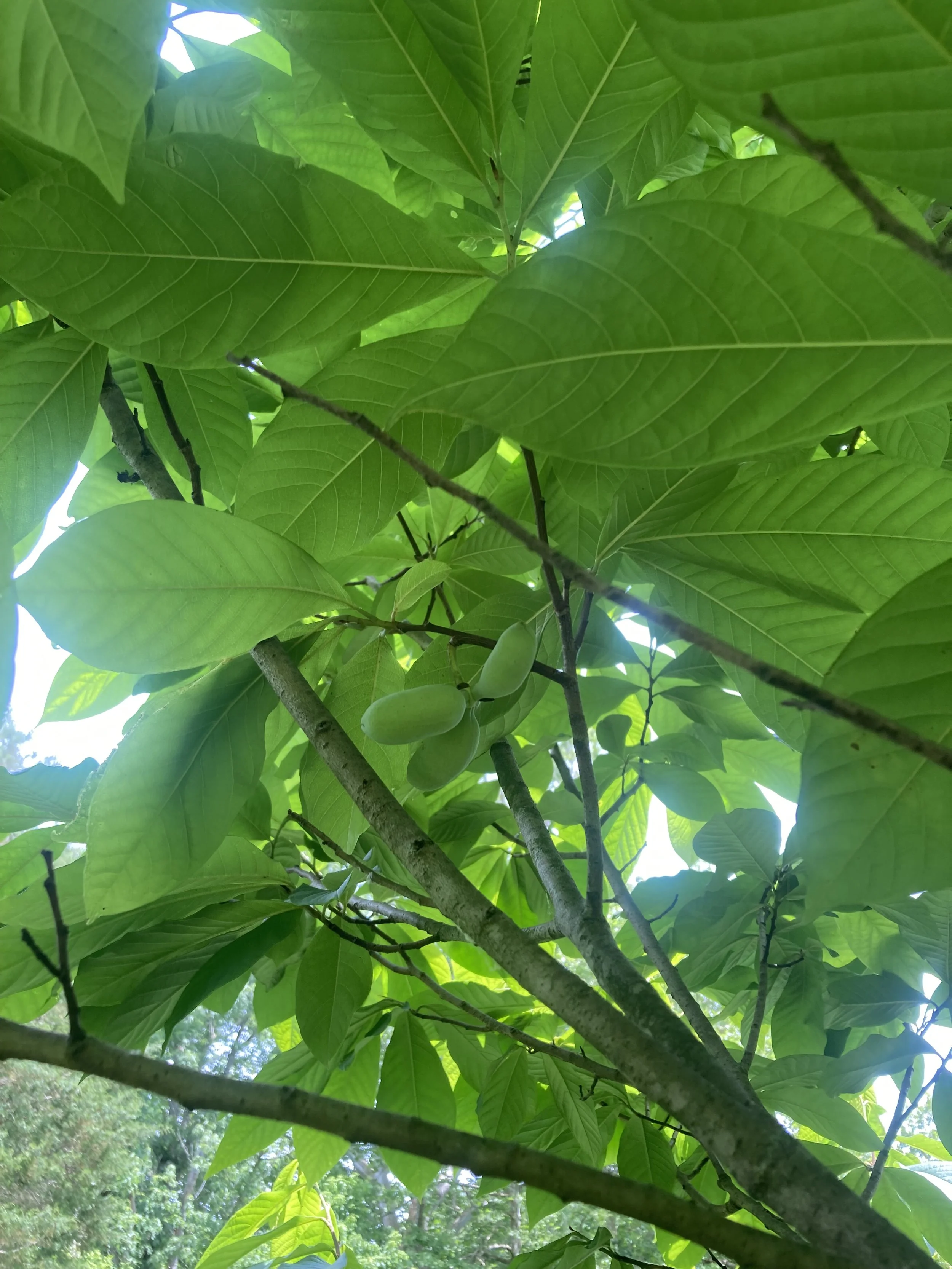 IMG_1052.jpeg