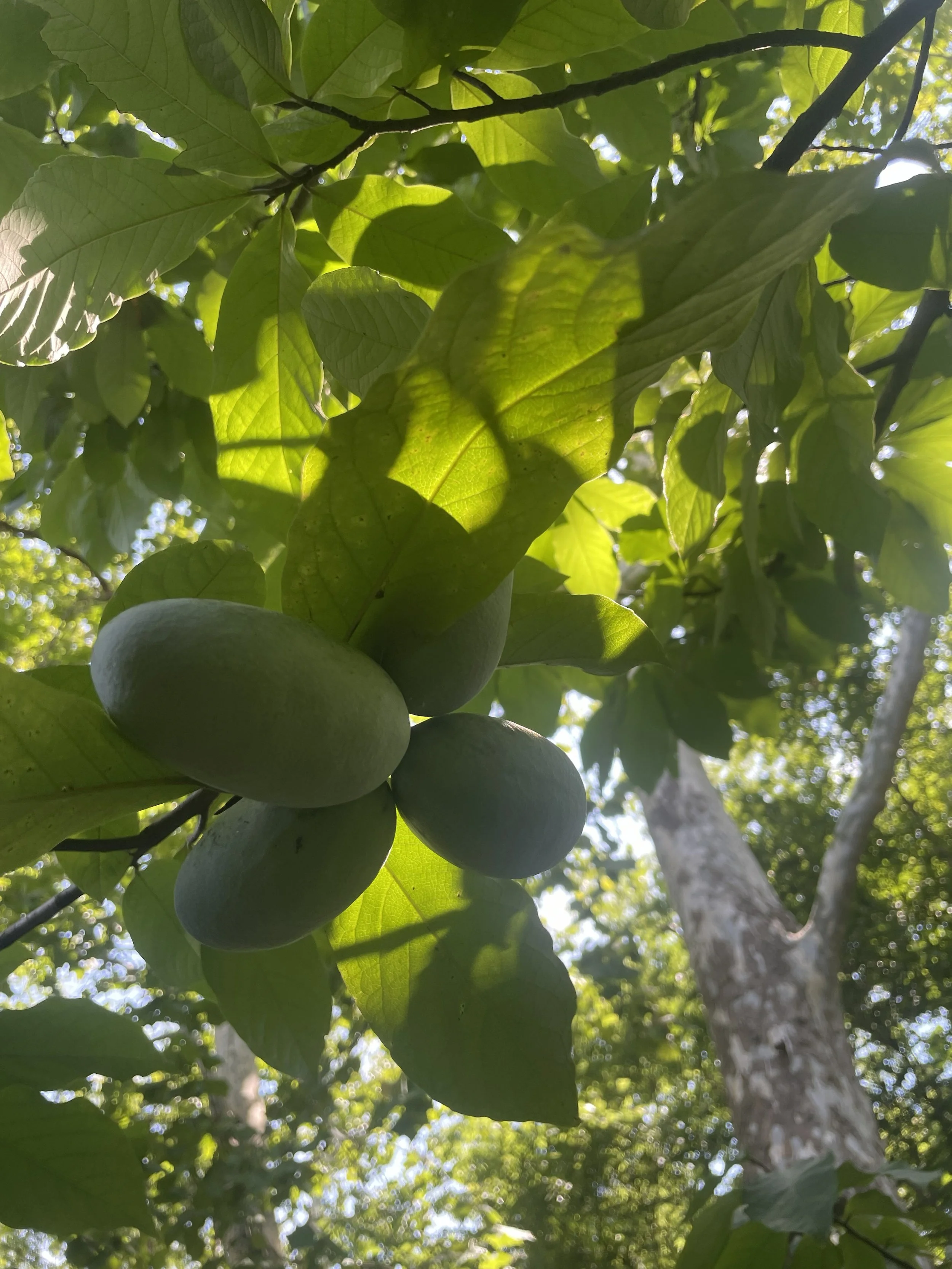 Pawpaw fruit.jpg