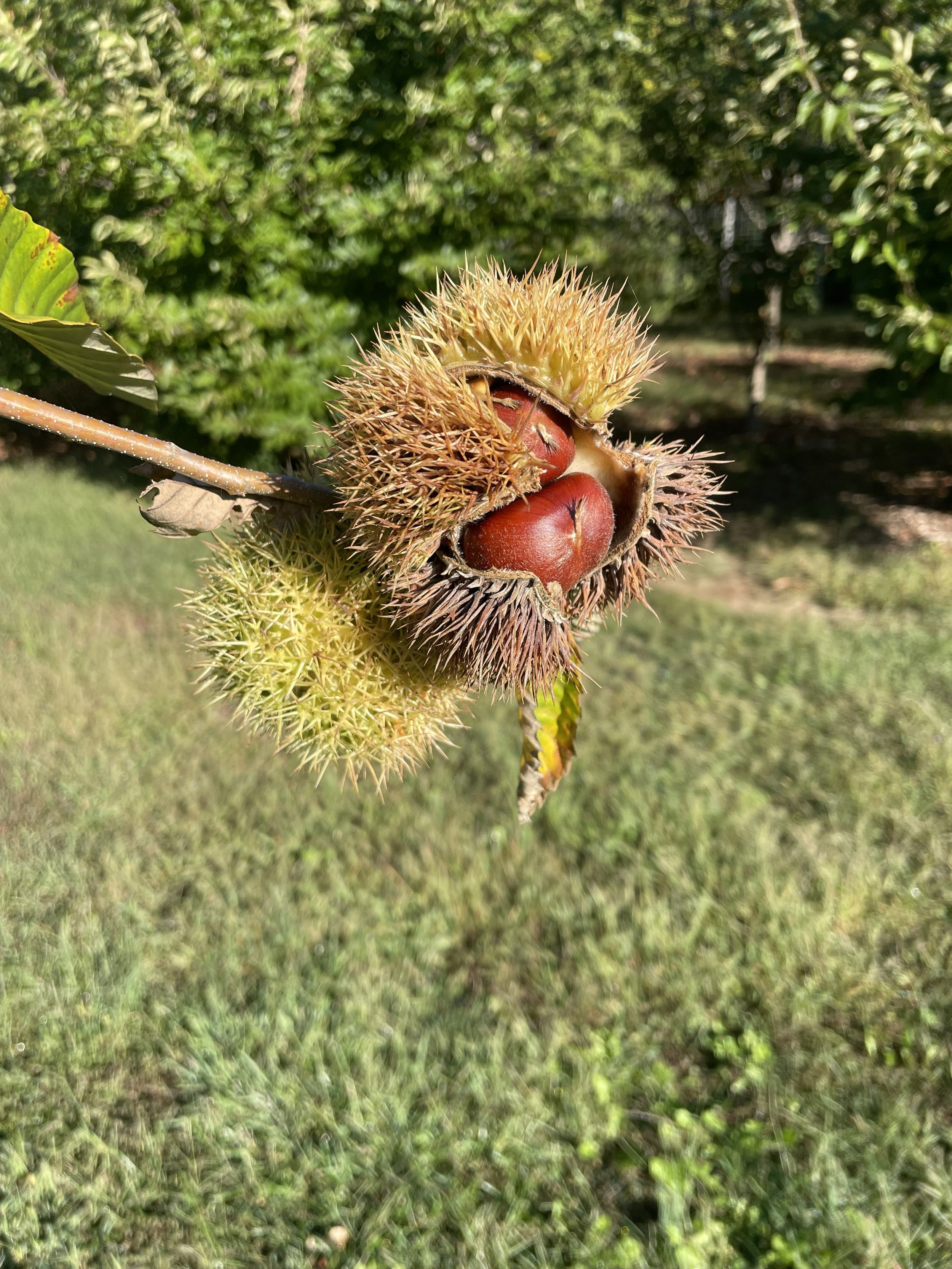 Close-up of a chestnut in a spiky green shell on an outdoor branch.
