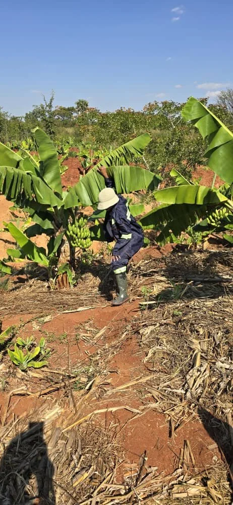 Child in dark clothing and white hat picking bananas in a banana plantation on a sunny day.