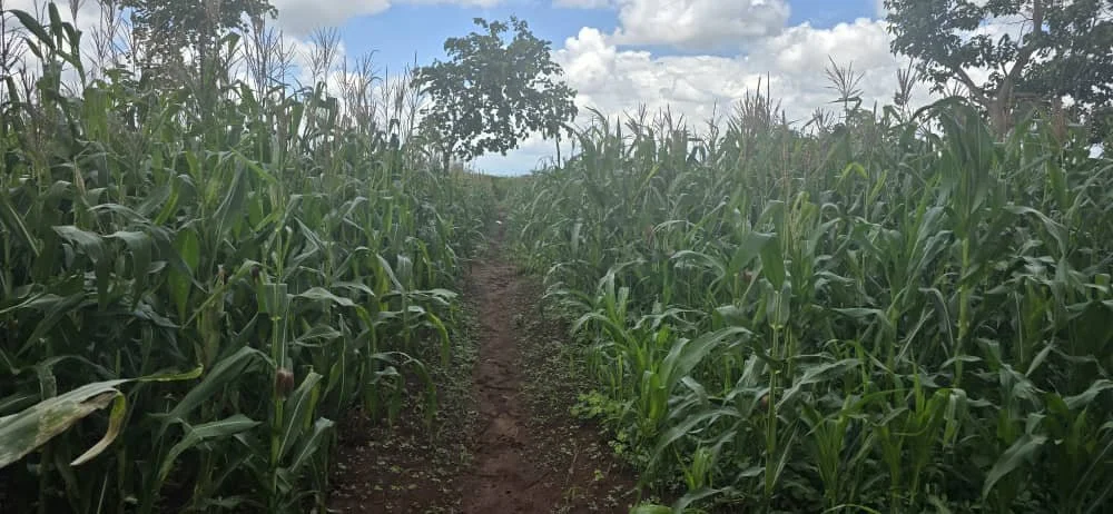 A dirt path runs through a field of tall green corn plants under a partly cloudy sky.
