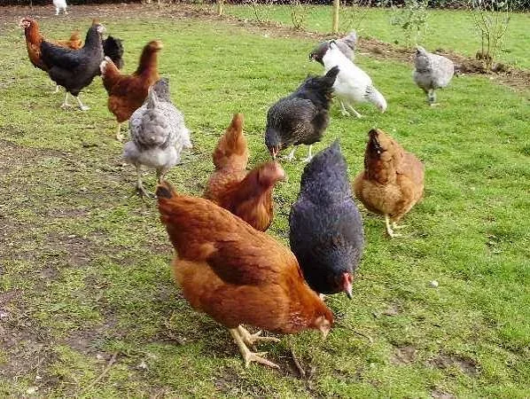 Flock of 12 chickens