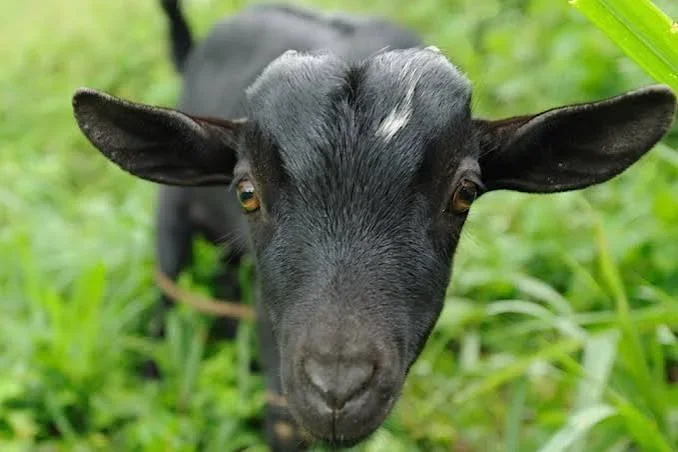 Goat