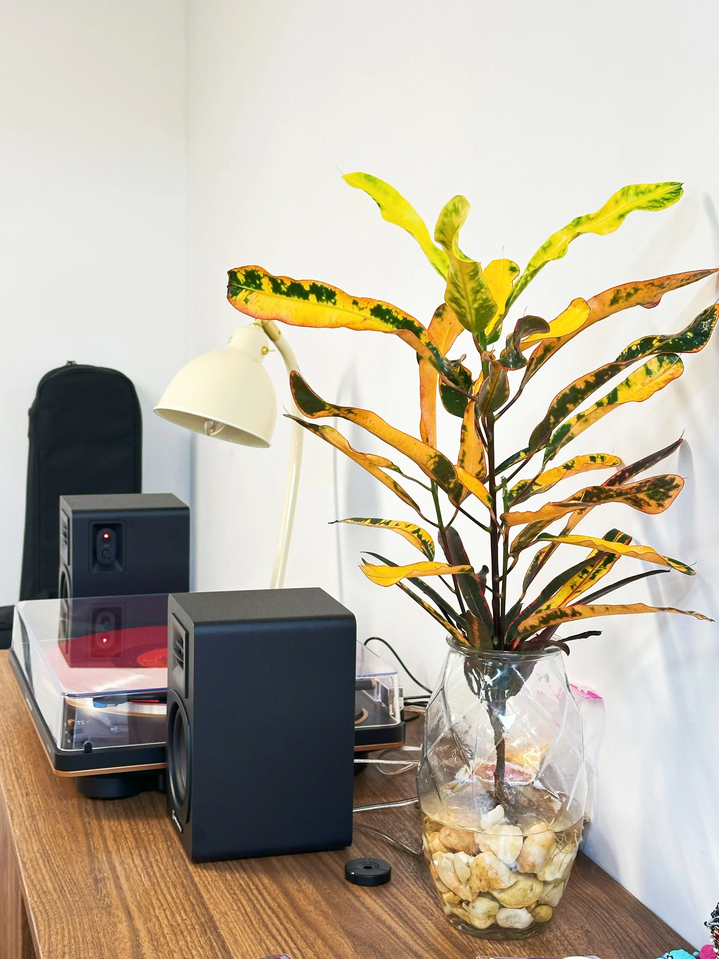 A plant with variegated green, yellow, and rusty-colored leaves in a clear glass vase filled with rocks, on a wooden surface, with office equipment including speakers, a lamp, and a black case in the background.