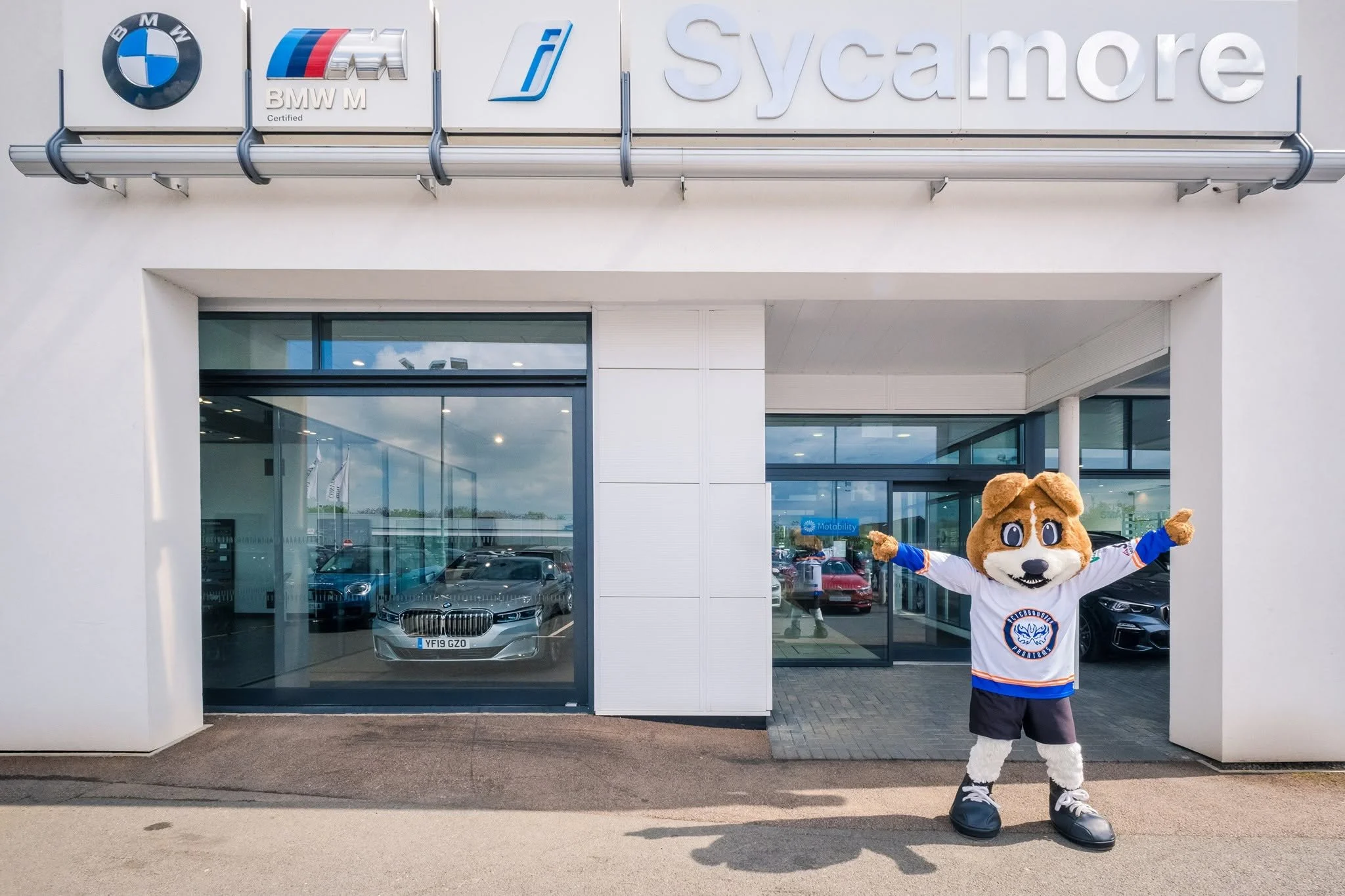 A mascot dressed as a dog wearing a hockey jersey and standing outside the Sycamore BMW dealership, with cars visible through the glass windows behind.