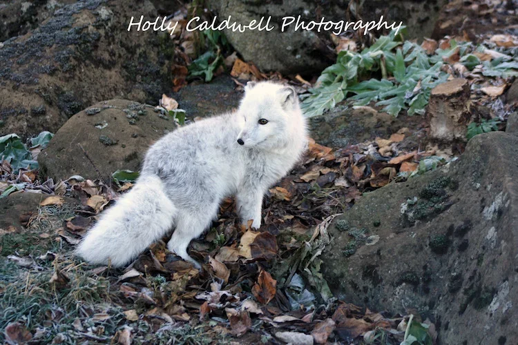 fluffy white fox