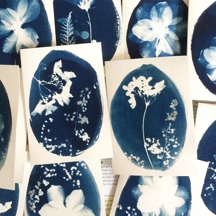wildflower cyanotype prints