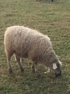 the dryer ball sheep