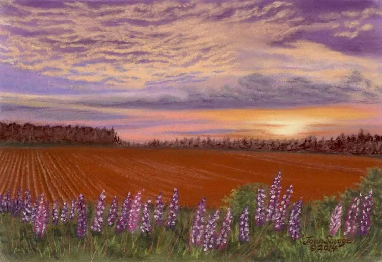 lupins and red dirt field