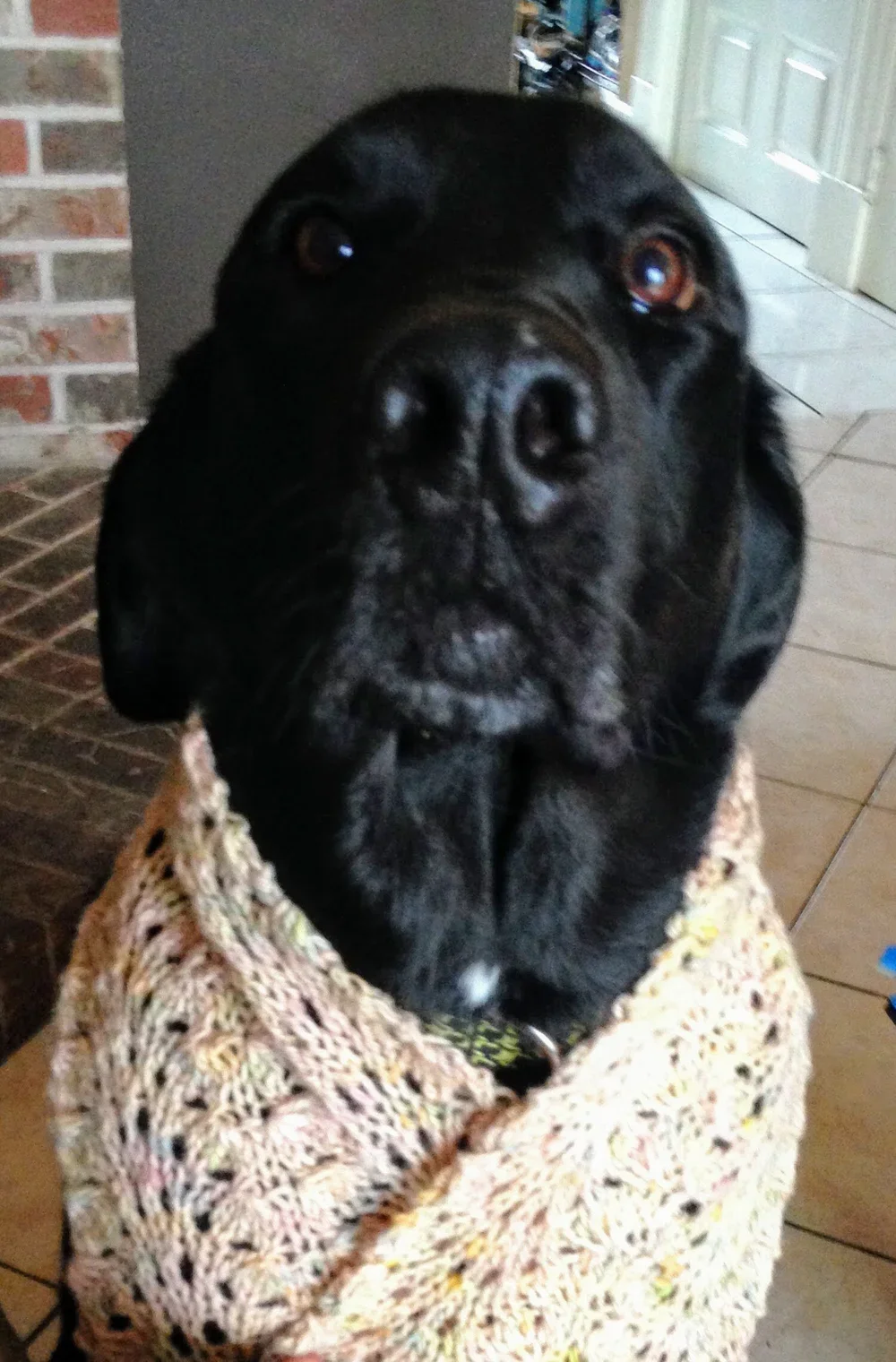 hand knit scarf modelled by a black dog