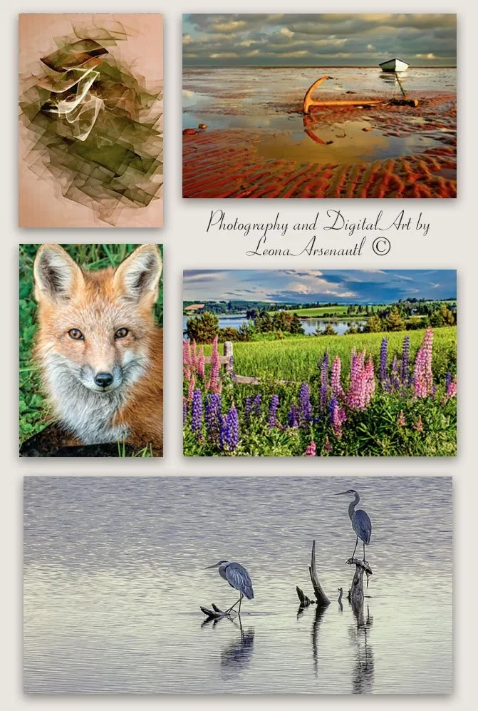 digital art and photography of Prince Edward Island scenery like foxes, lupins, coastline, blue herons