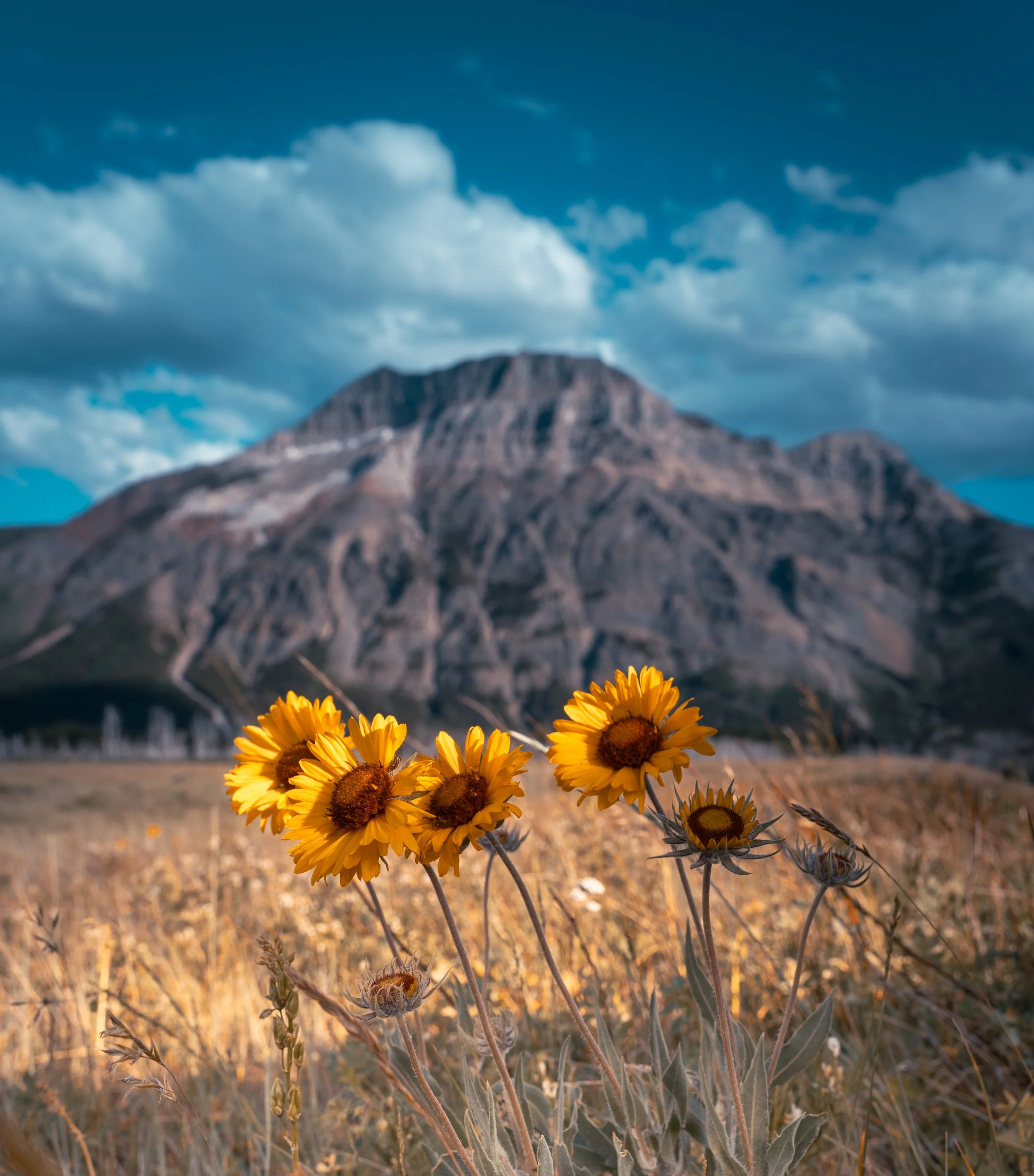 Nelly_Almeida_Petals and Peaks.jpg