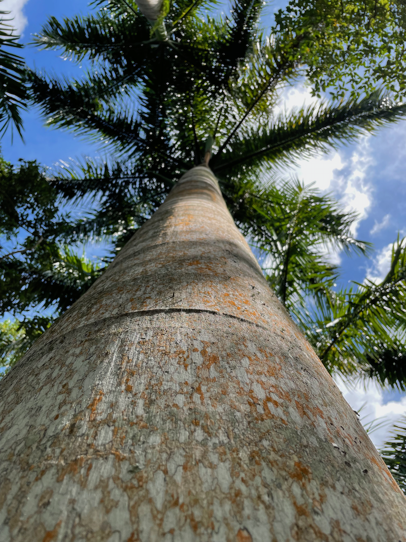 Low-angle view of a tall palm tree with textured gray trunk and long green fronds against a partly cloudy sky.