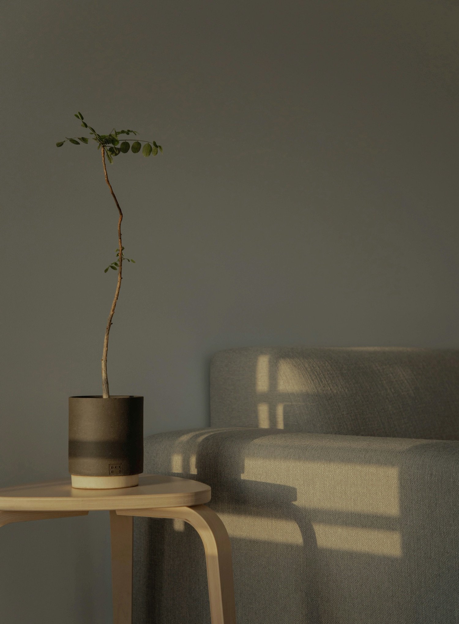 A potted plant with a thin, twisted trunk and small green leaves on a light wood side table next to a light gray upholstered sofa, with sunlight casting shadows through a window.