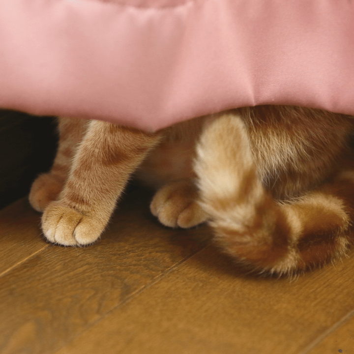 Sanlam Pet insurance