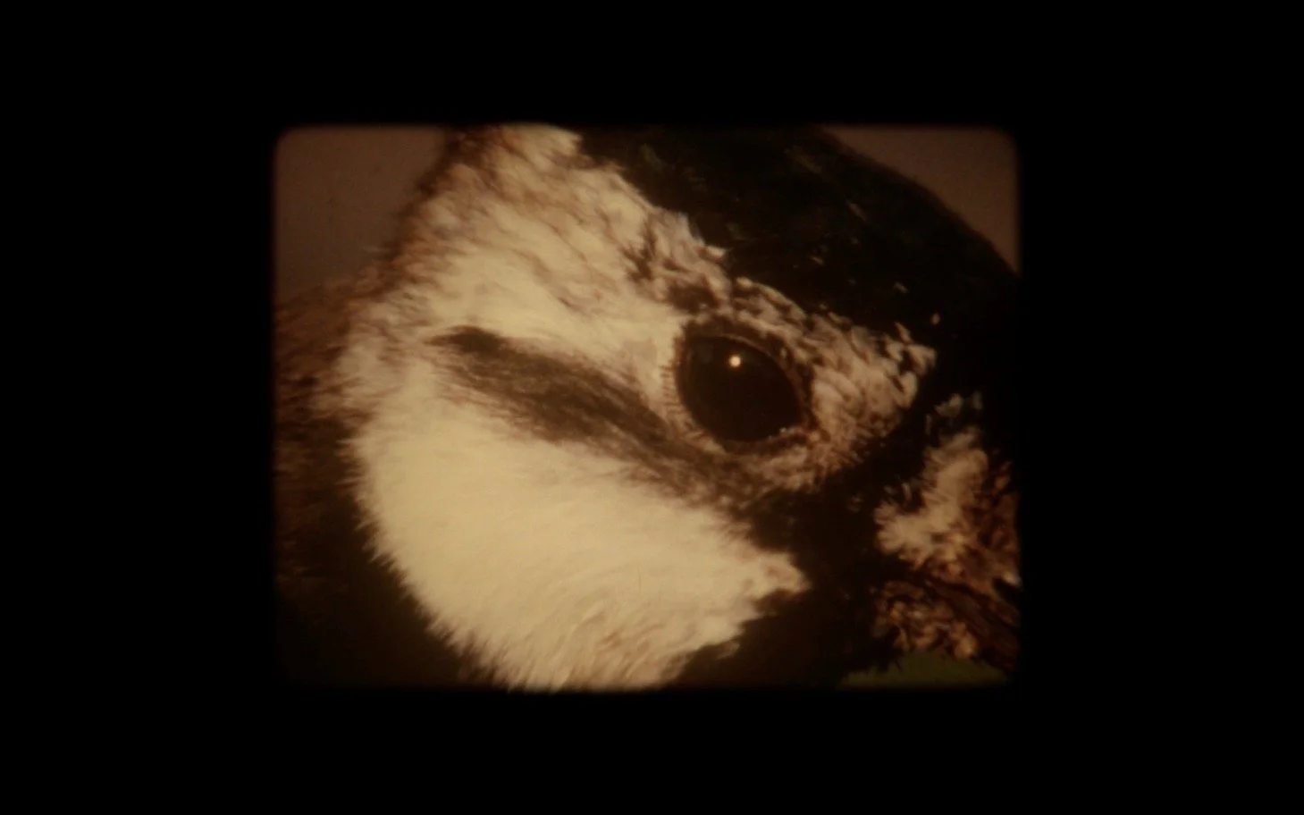 Image 36.jpeg