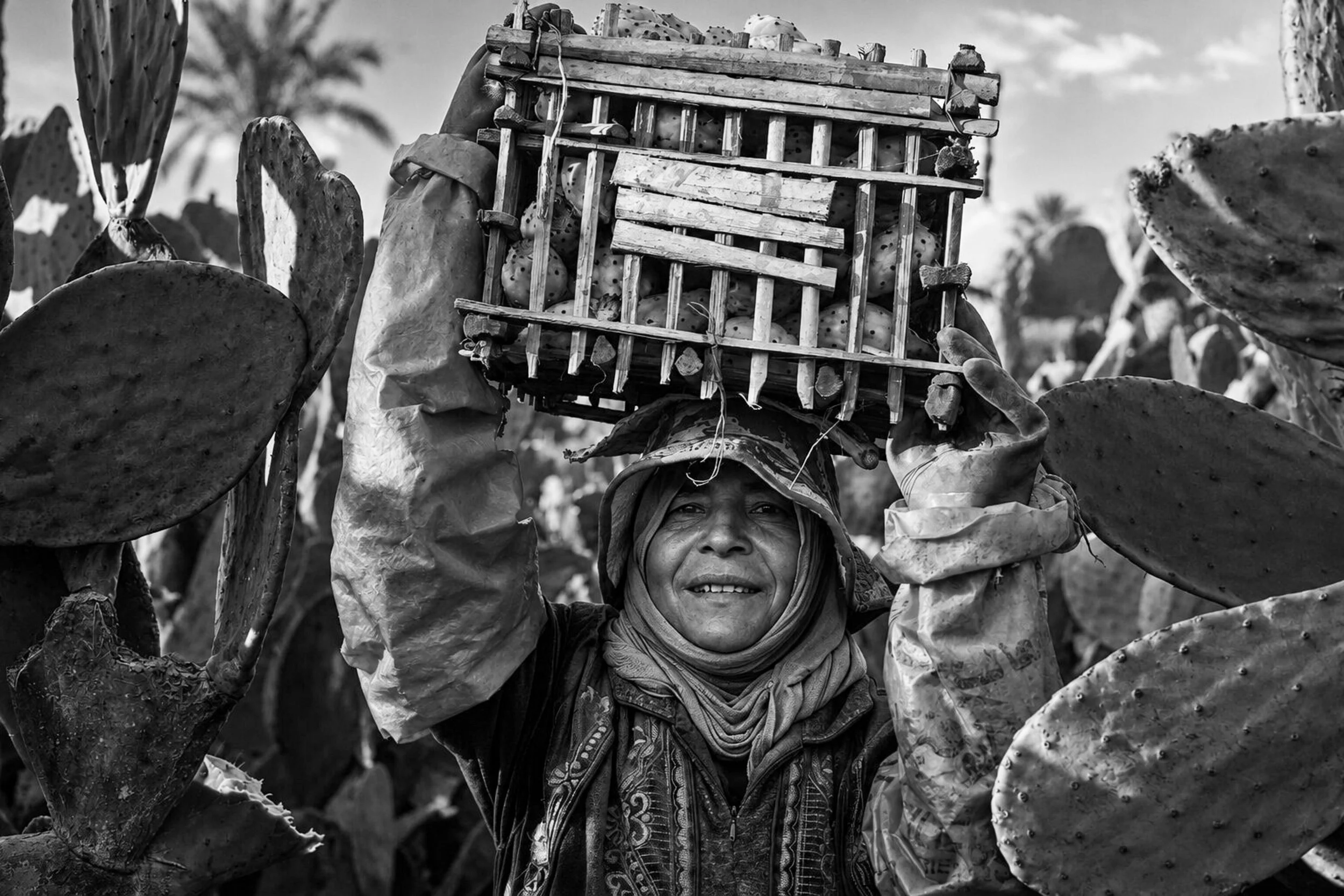 Amira Adel - Harvesting Against the Thorns - Egypt