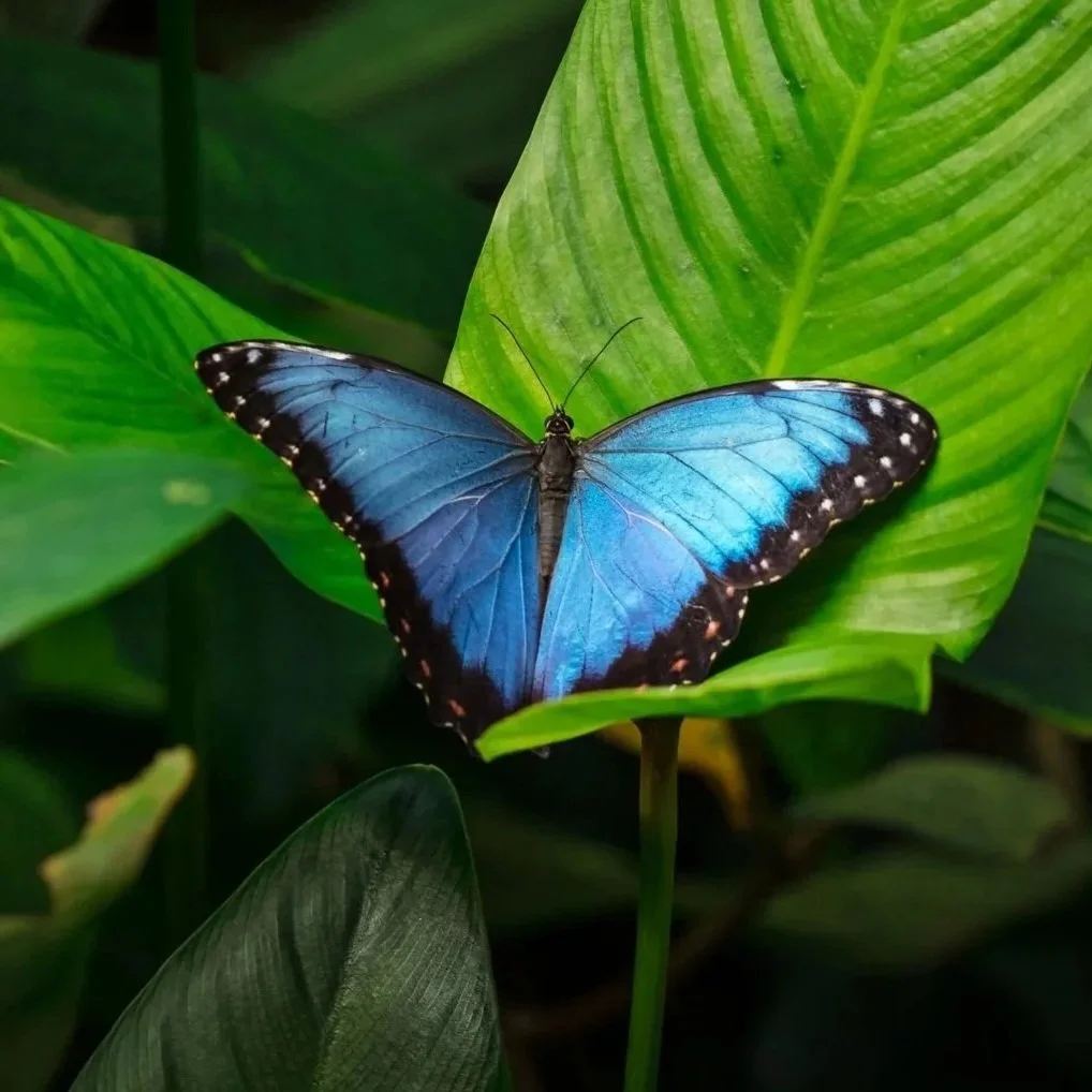 Butterfly Moments