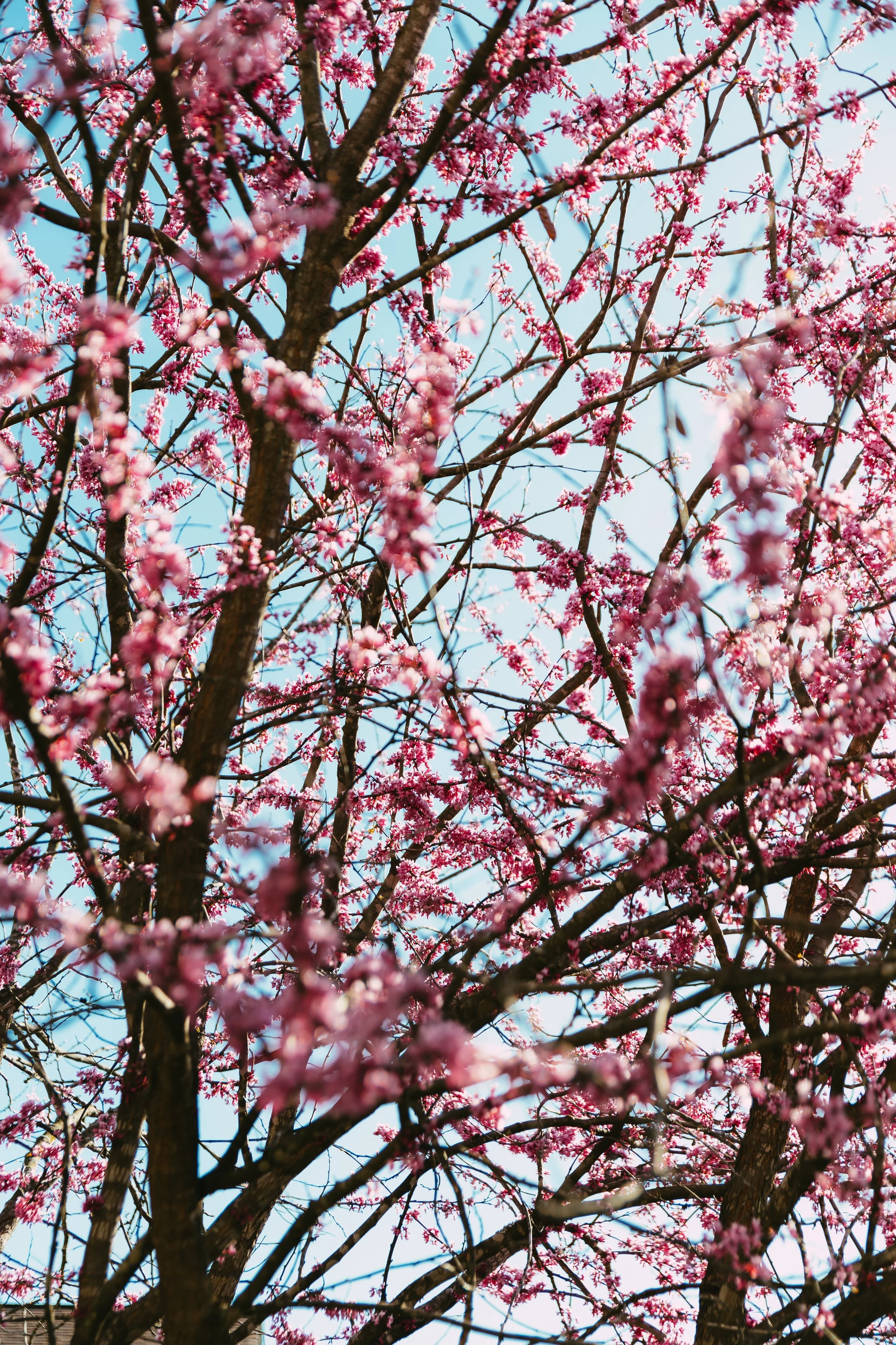 Spring-9.jpg