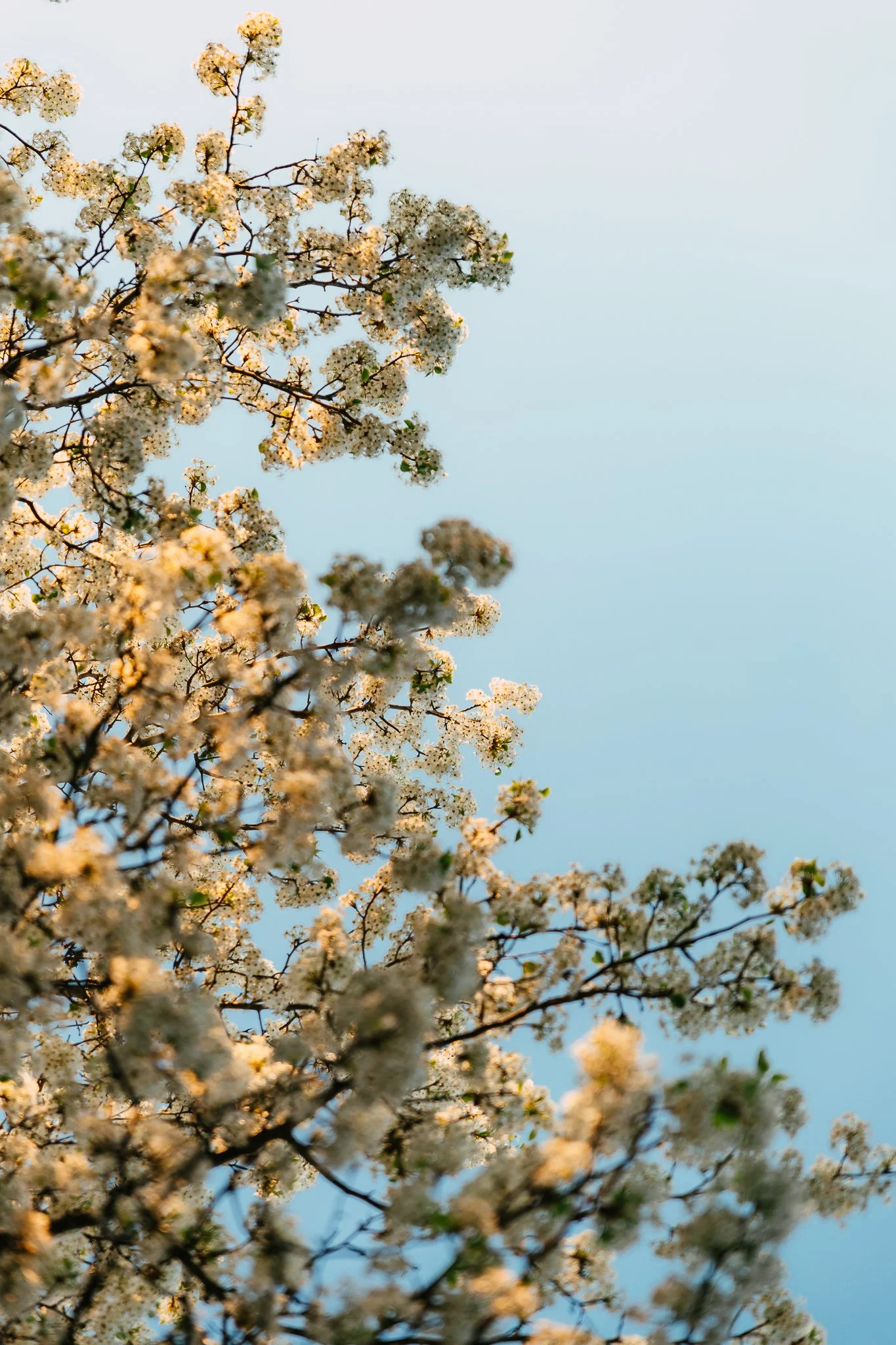 spring-9.jpg
