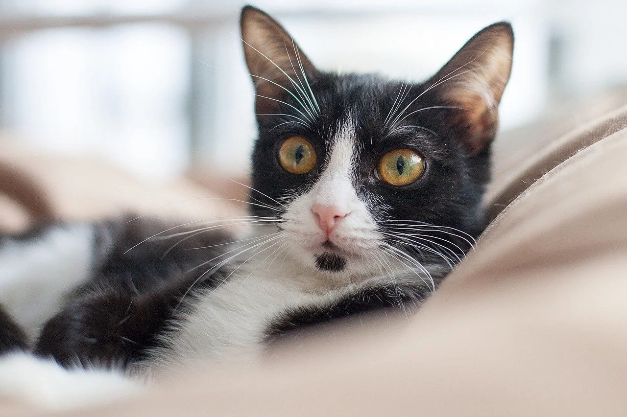 Individual cat cremation available at Southport Pet Farewells - Ashes returned within 72 hours