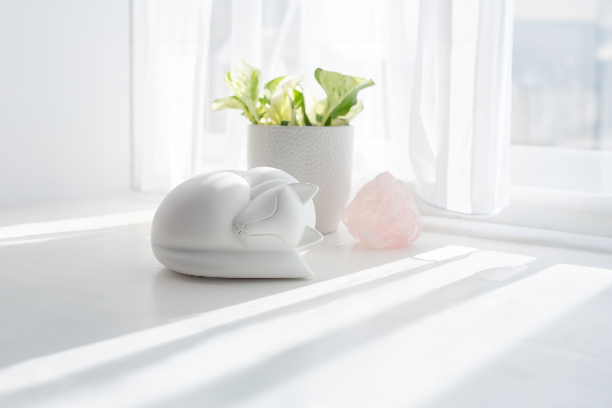 Sleeping-Cat-White-04-Edit.jpg
