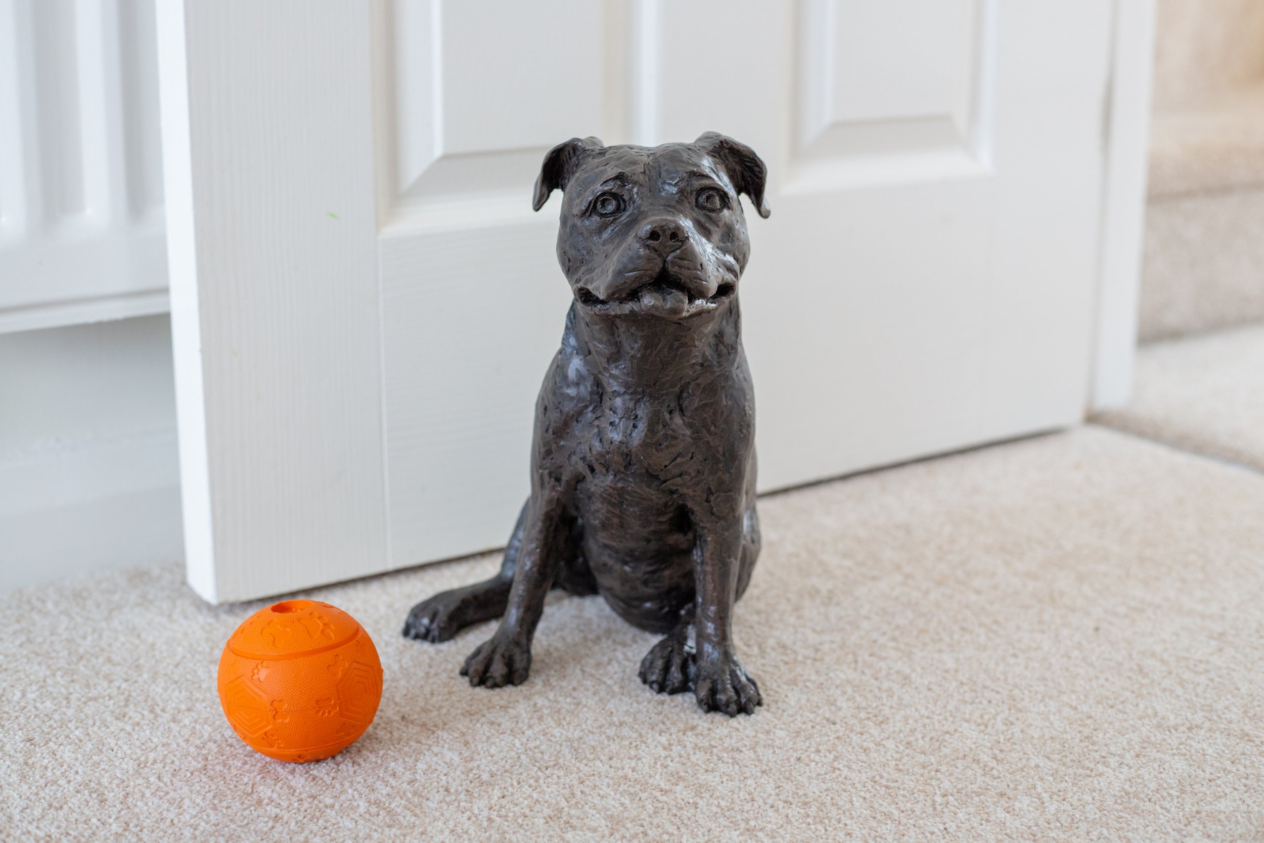 Staffordshire Bull Cast Terrier