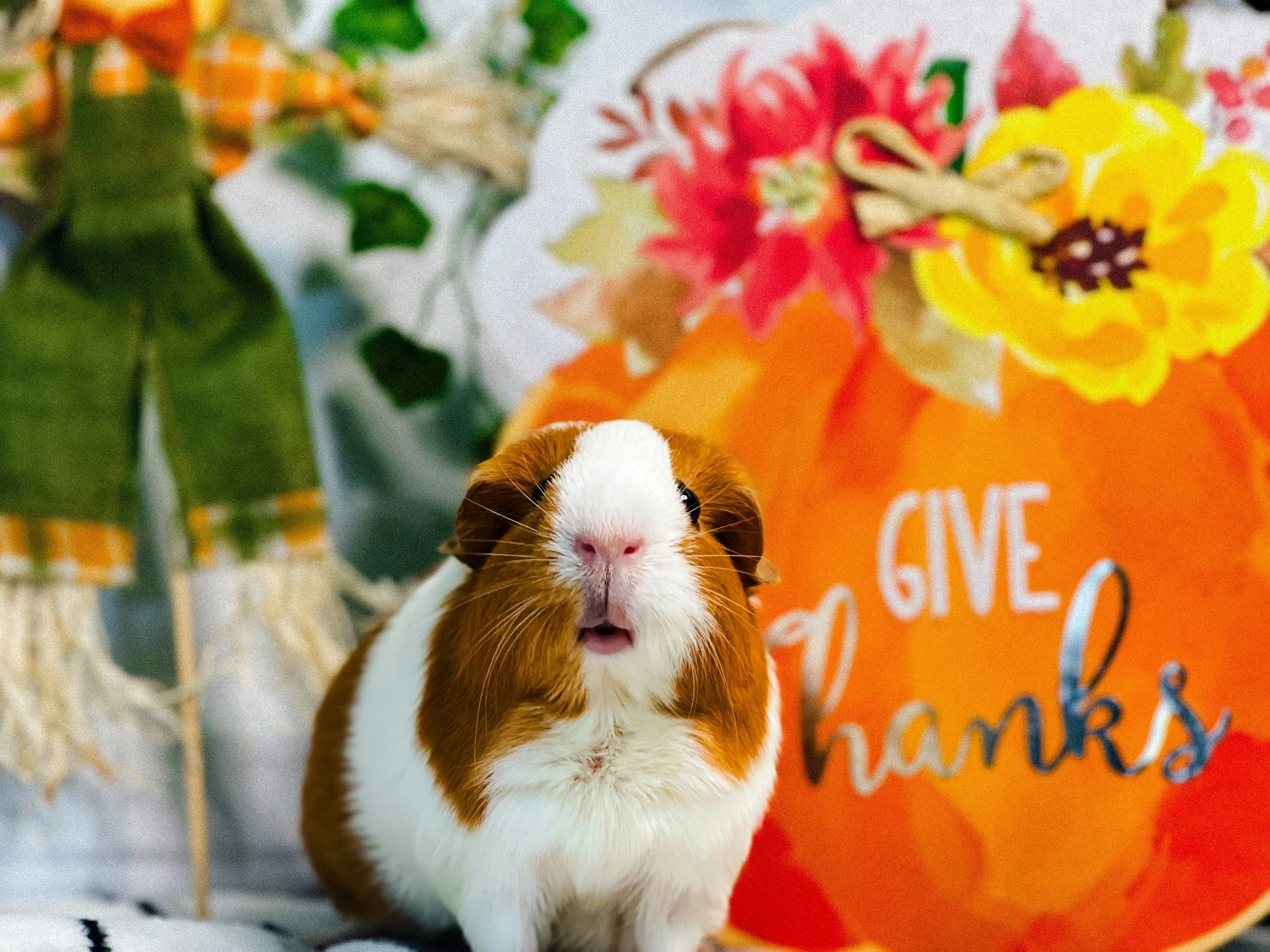 Close-up of a brown and white guinea pig with pink nose and dark eyes, standing in front of colorful decorations including flowers and a sign that says 'Give'.