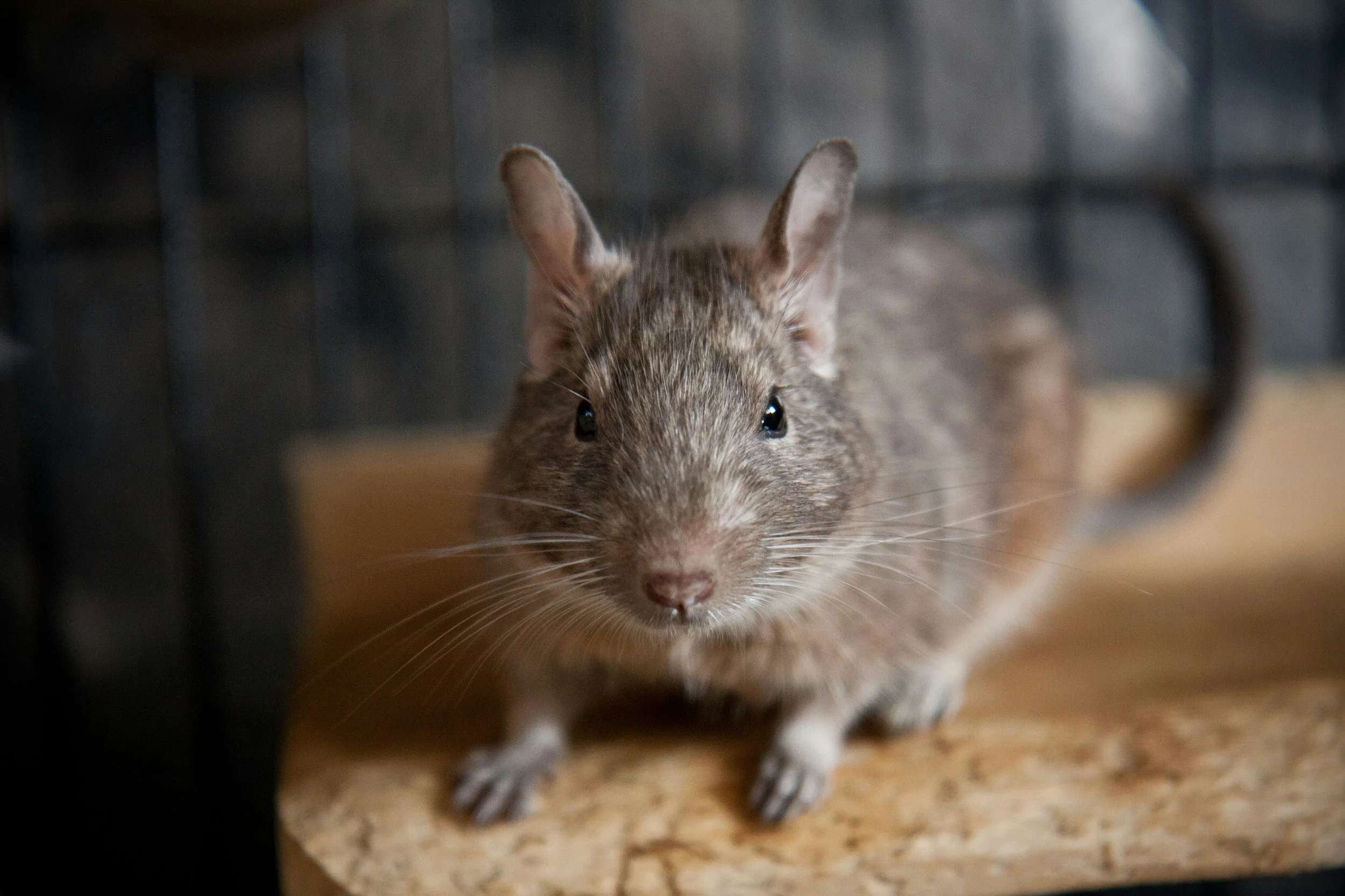 A close-up of a small rodent, likely a mouse, peering out from behind a black object with a blurred background.