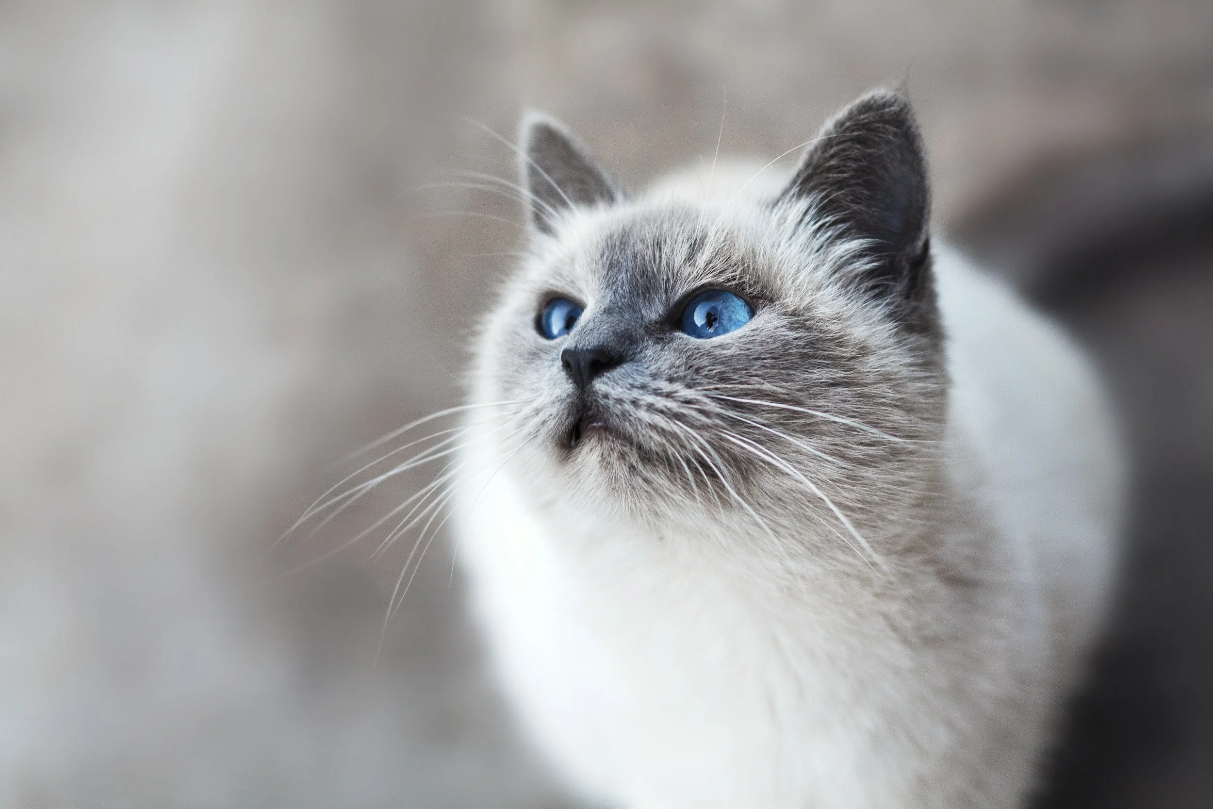 Close-up of a kitten with blue eyes and gray and white fur, looking attentively to the side.