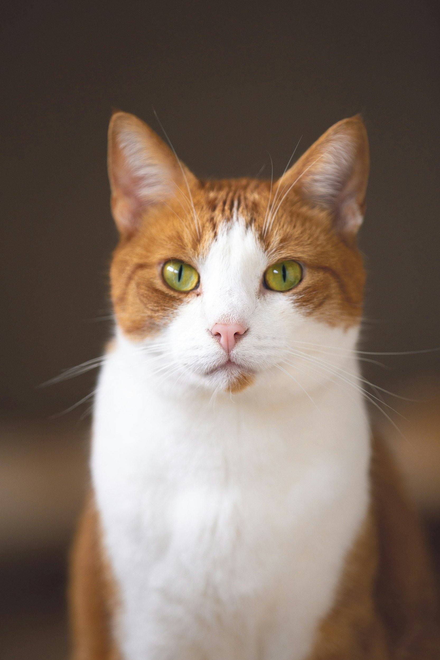 Close-up of an orange and white cat with green eyes, looking directly at the camera against a dark background.