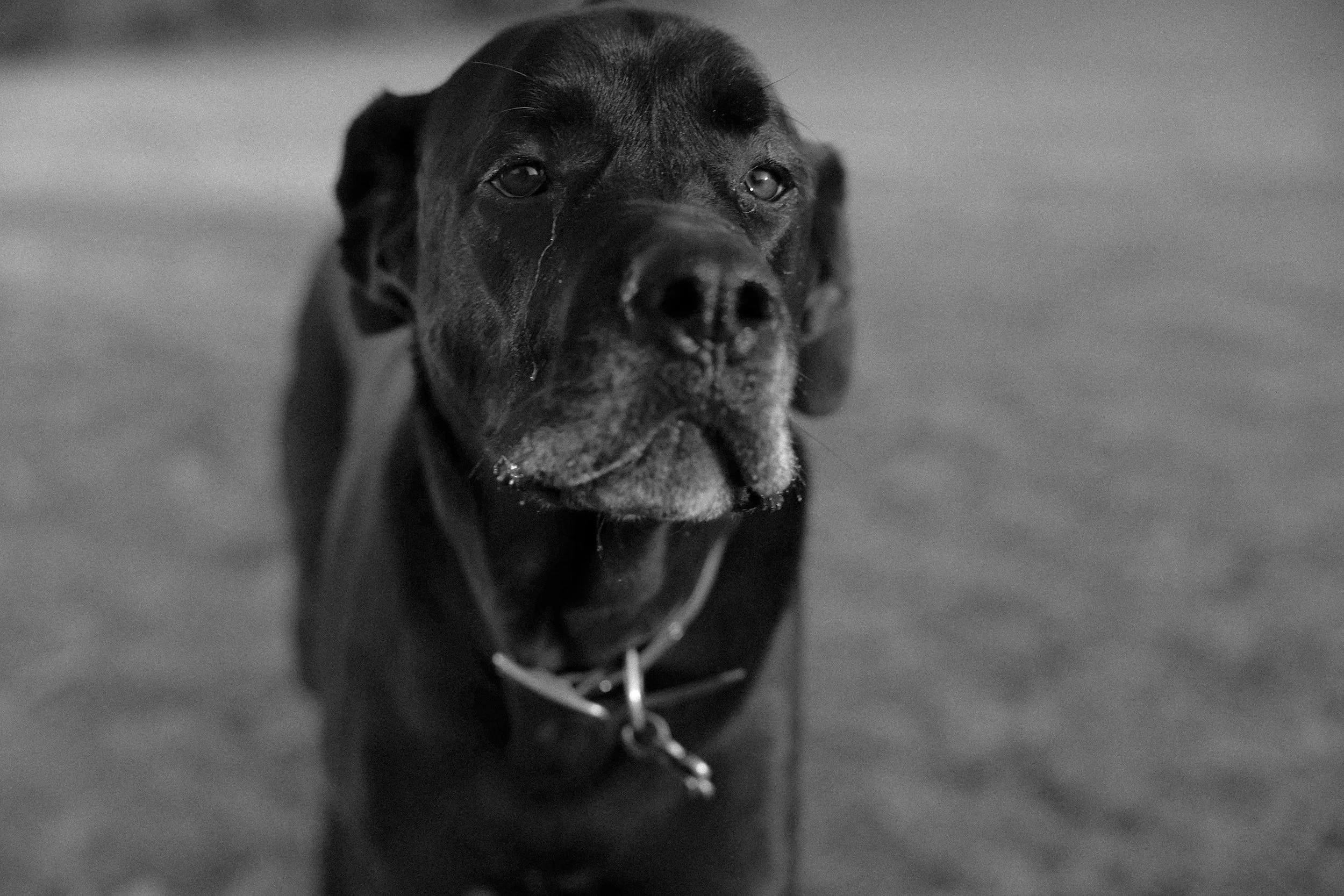 Close-up of a black dog with a mix of black and gray fur on its face, wearing a collar, standing on a smooth surface, looking directly at the camera in black and white.