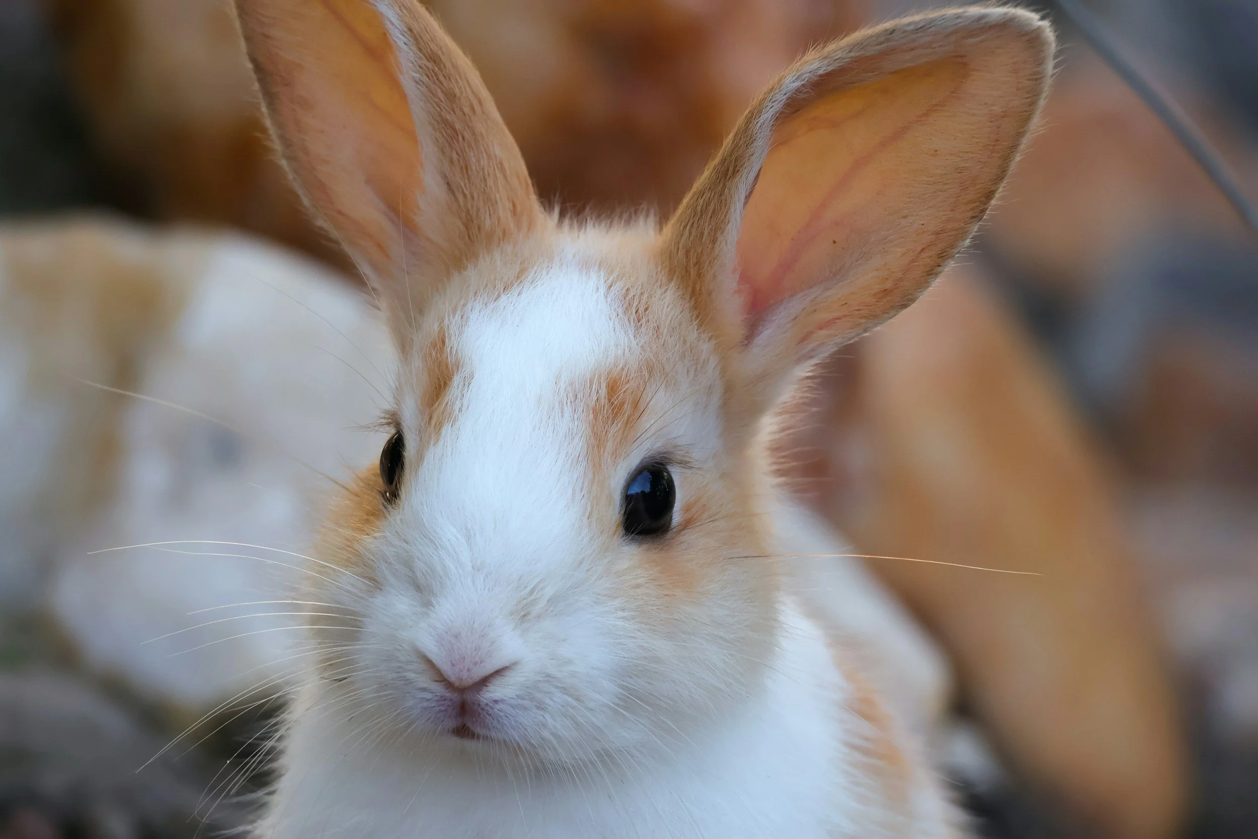 Close-up of a rabbit's face with large ears and a white and light brown fur pattern.
