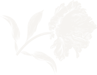 A black and white illustration of a flowering plant with a large, ruffled flower and elongated leaves.