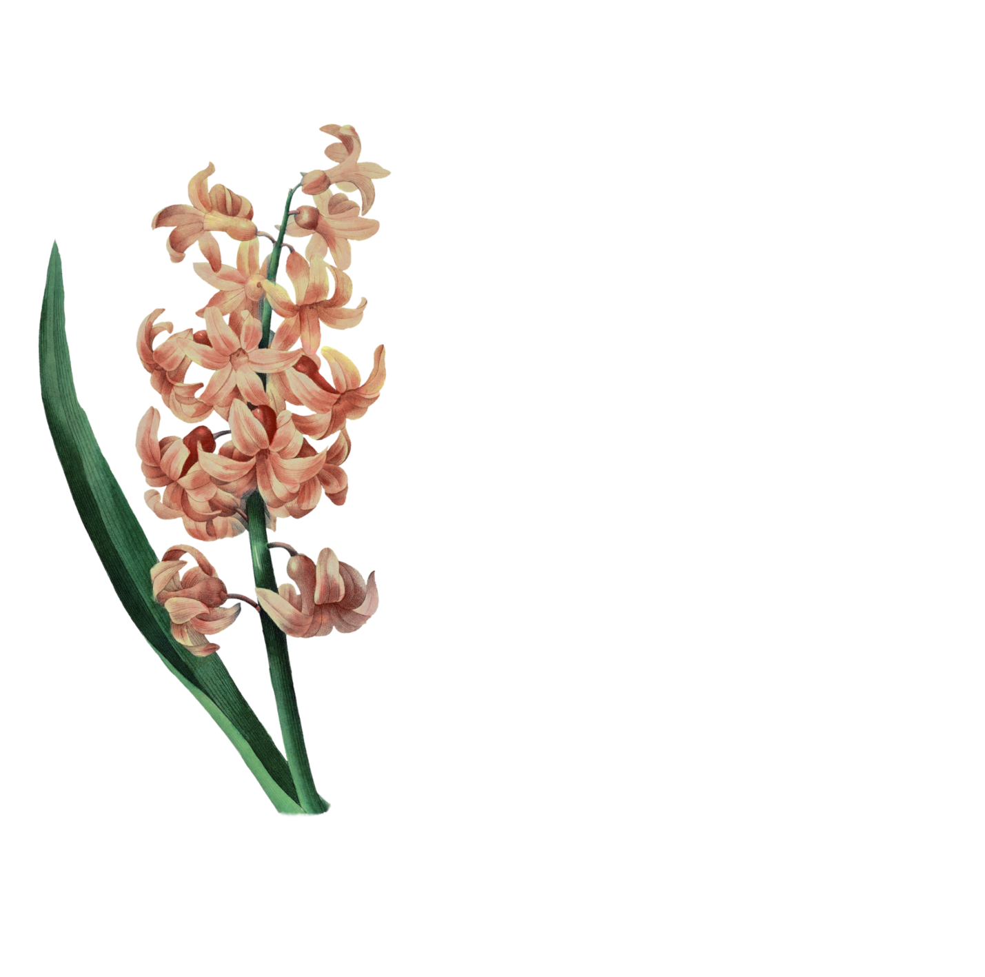 Anima Goli Films