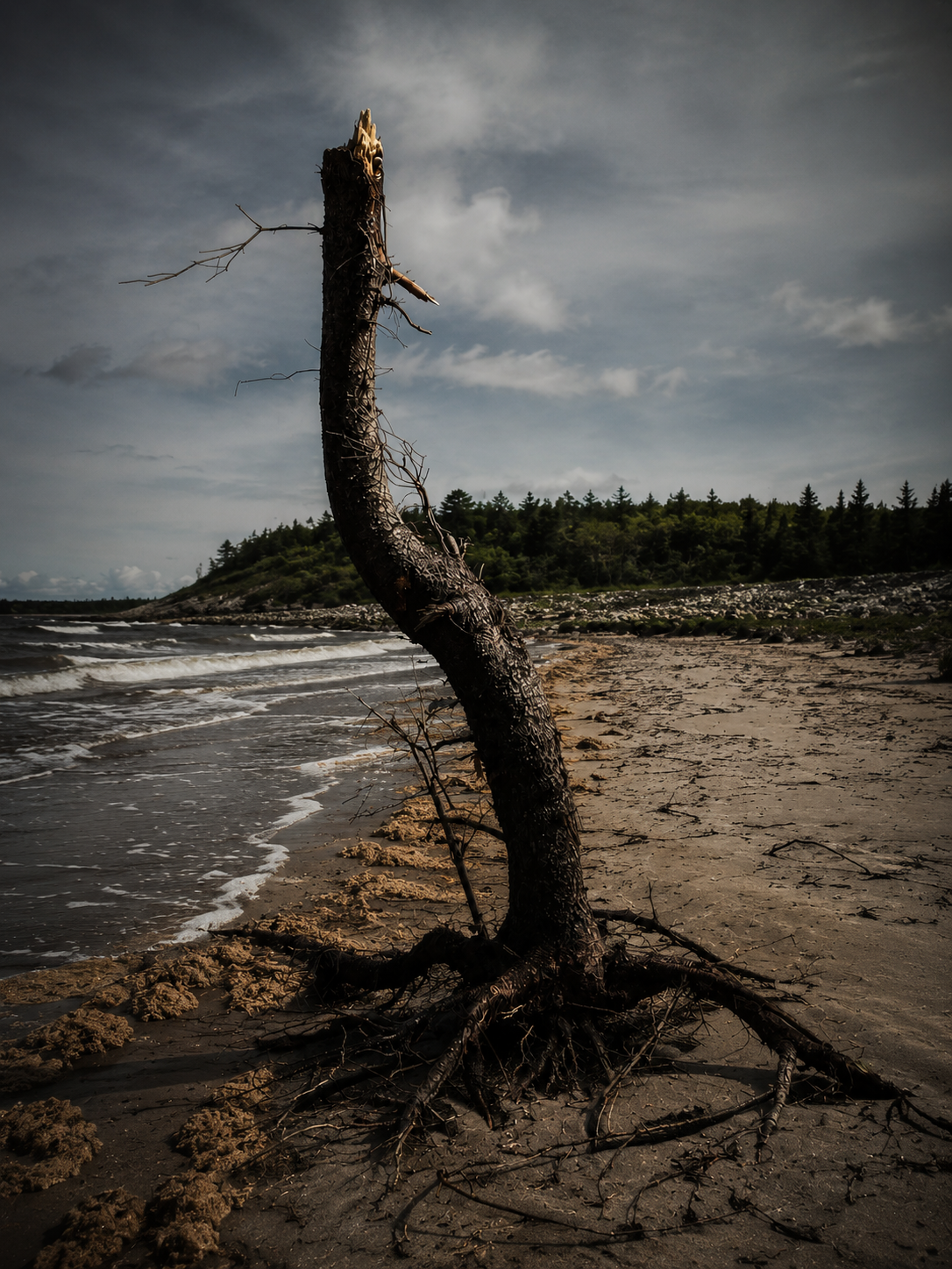 A weathered, curved dead tree on a sandy beach near the shoreline with waves and a forested hillside in the background under a cloudy sky.