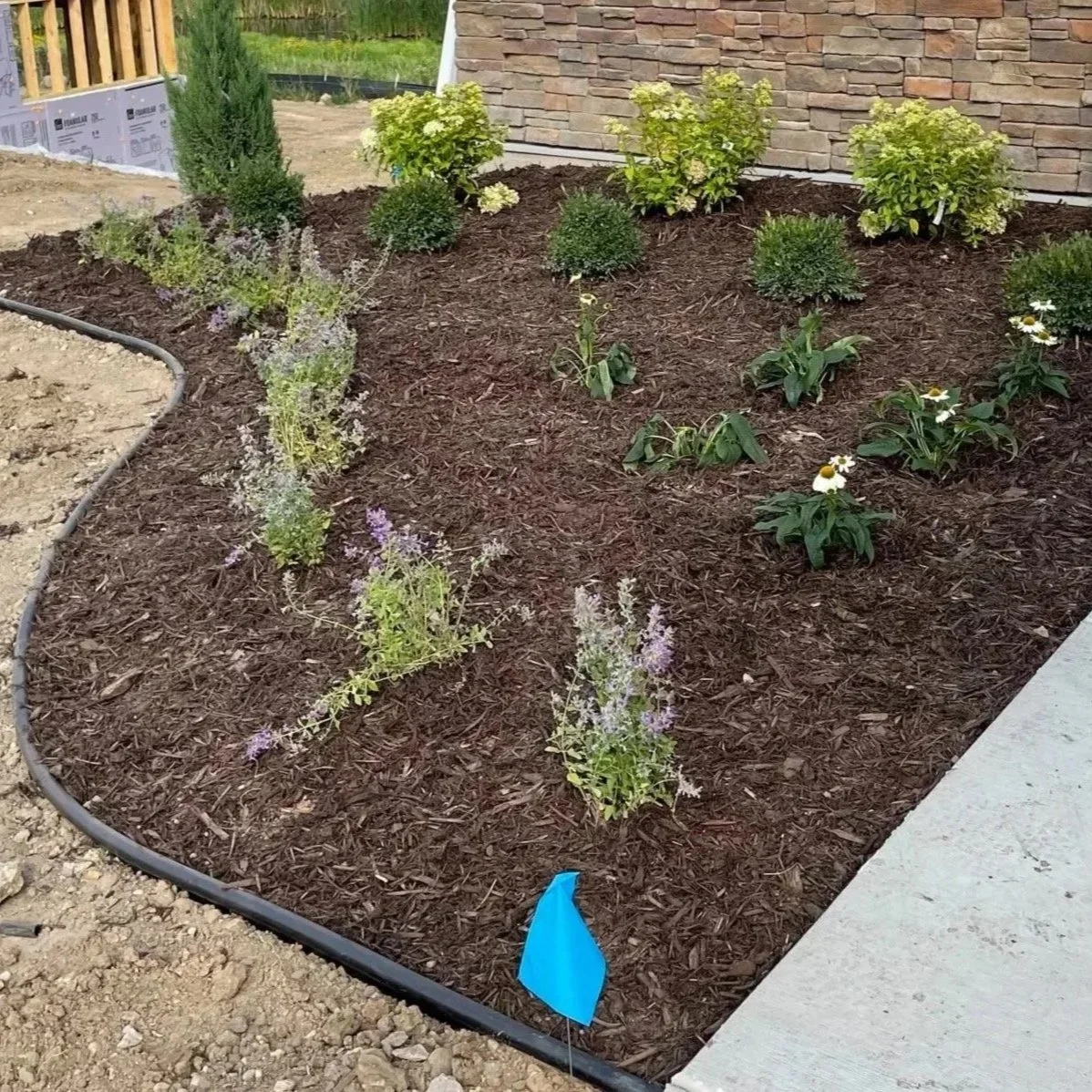 A newly landscaped garden bed with mulch, small flowering plants, shrubs, and a stone wall in the background.