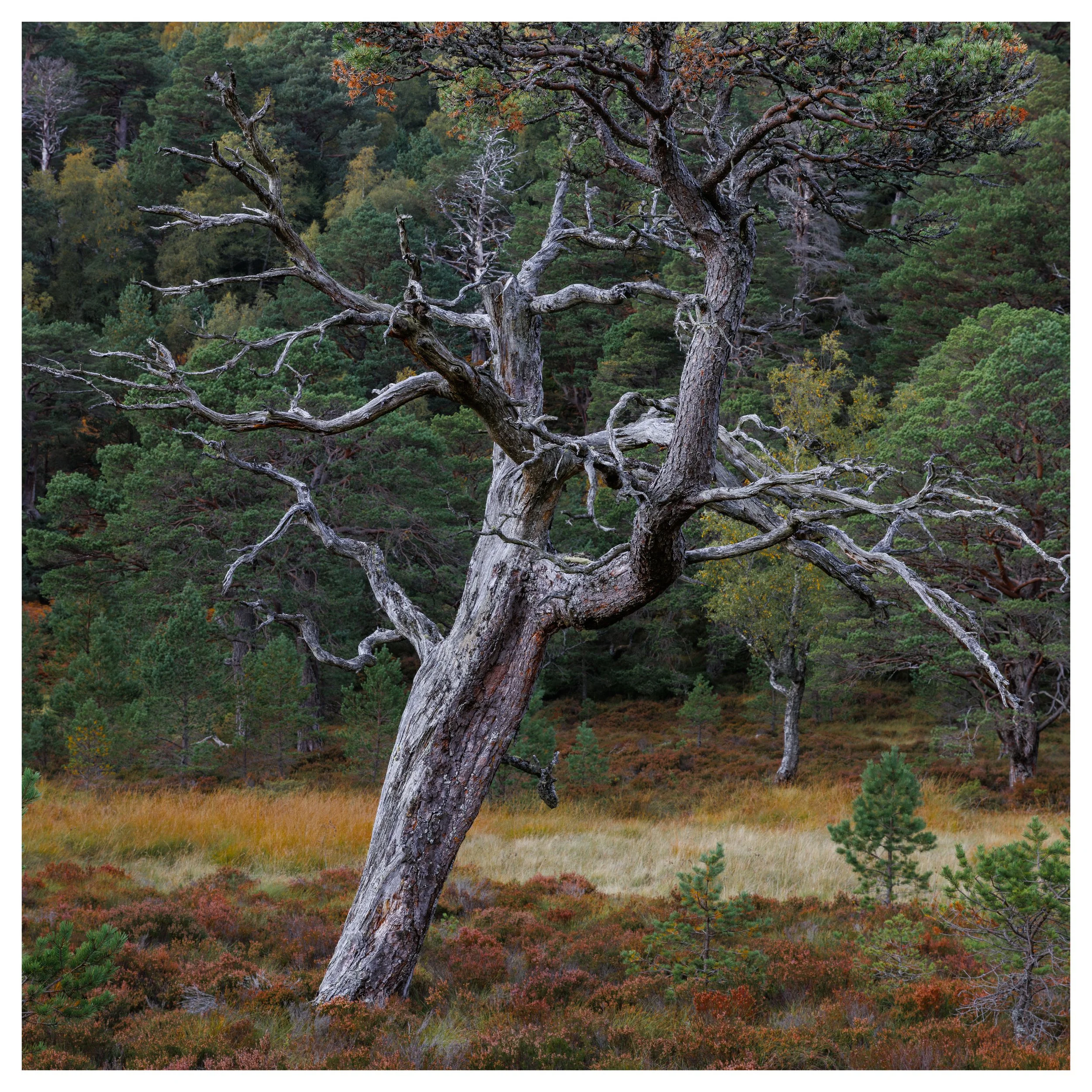 Glenmore Forest, Scotland - 6th October, 2026 | 50mm | f8 | 1/160s | iso100