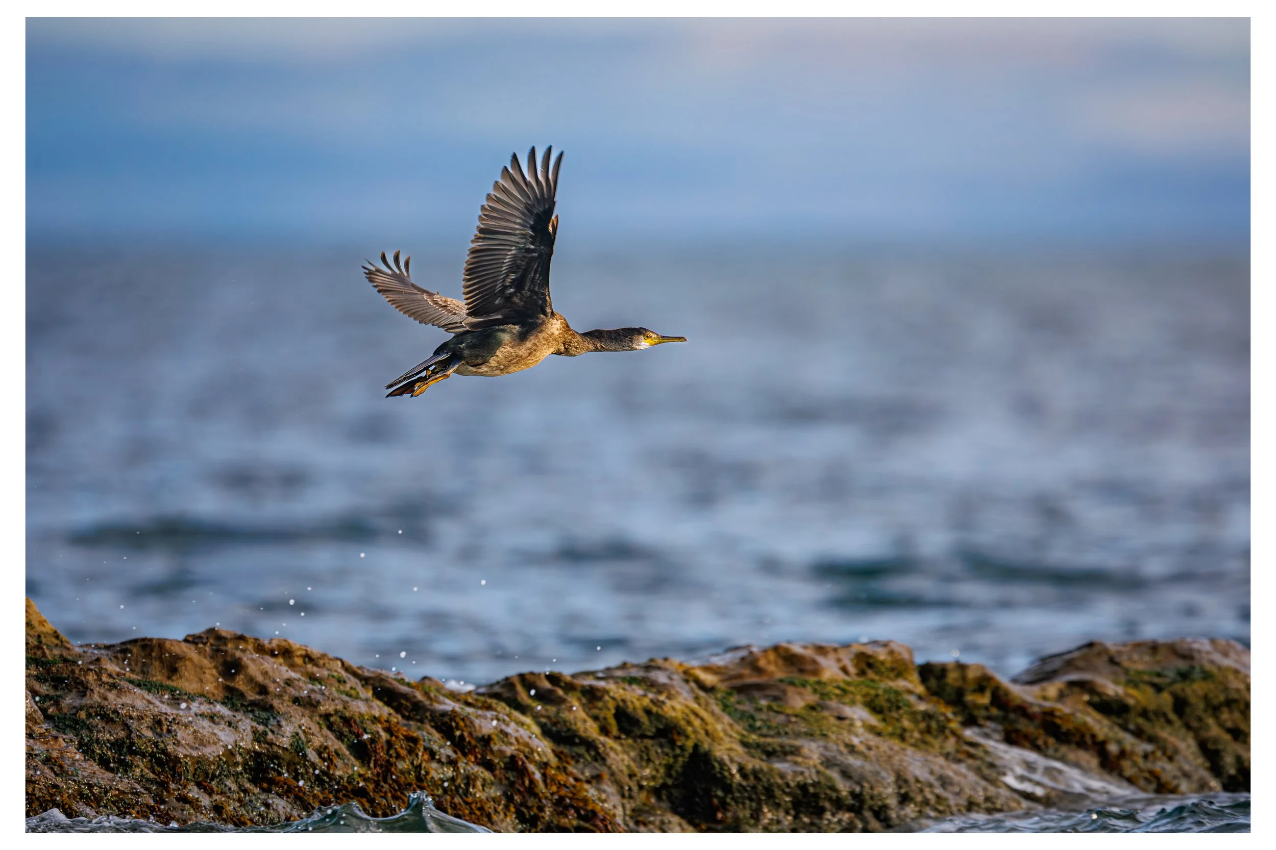 Cormorant take off Dysart, Scotland - 26th September, 2026 | 580mm | f4 | 1/2000s | iso320