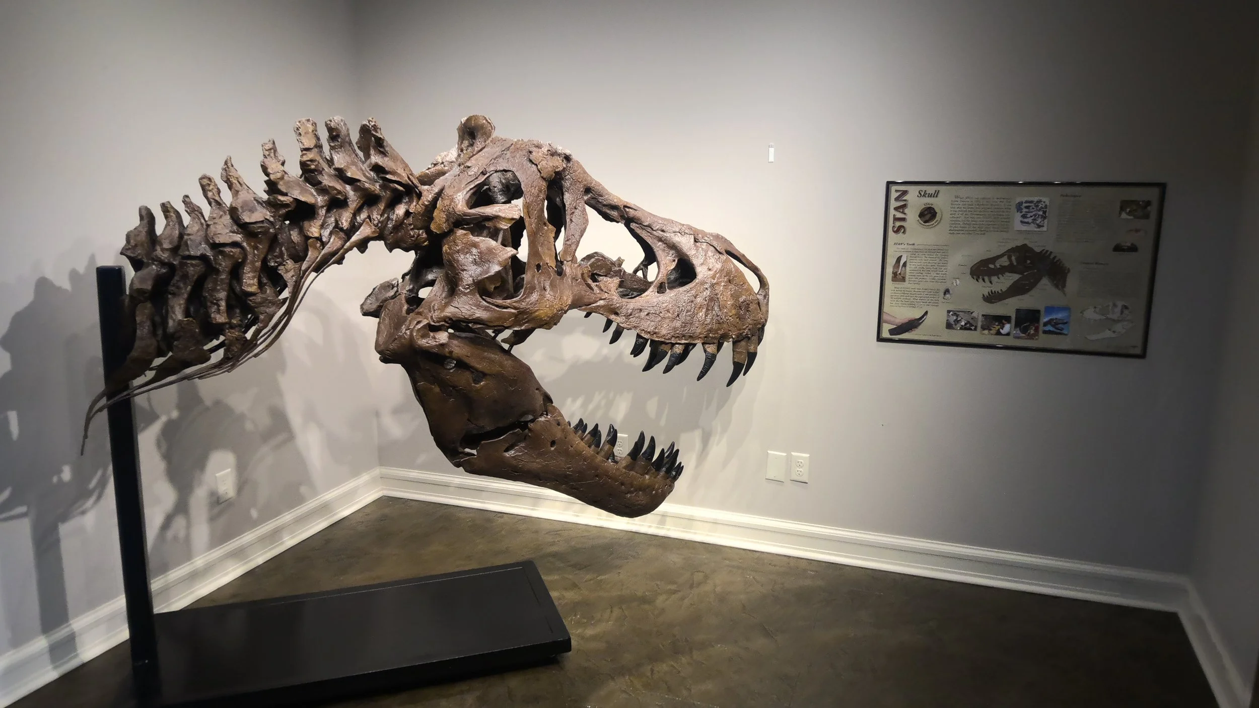 Stan the T. Rex