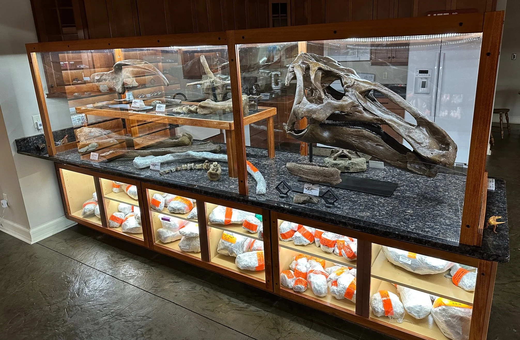 Edmontosaurus Display