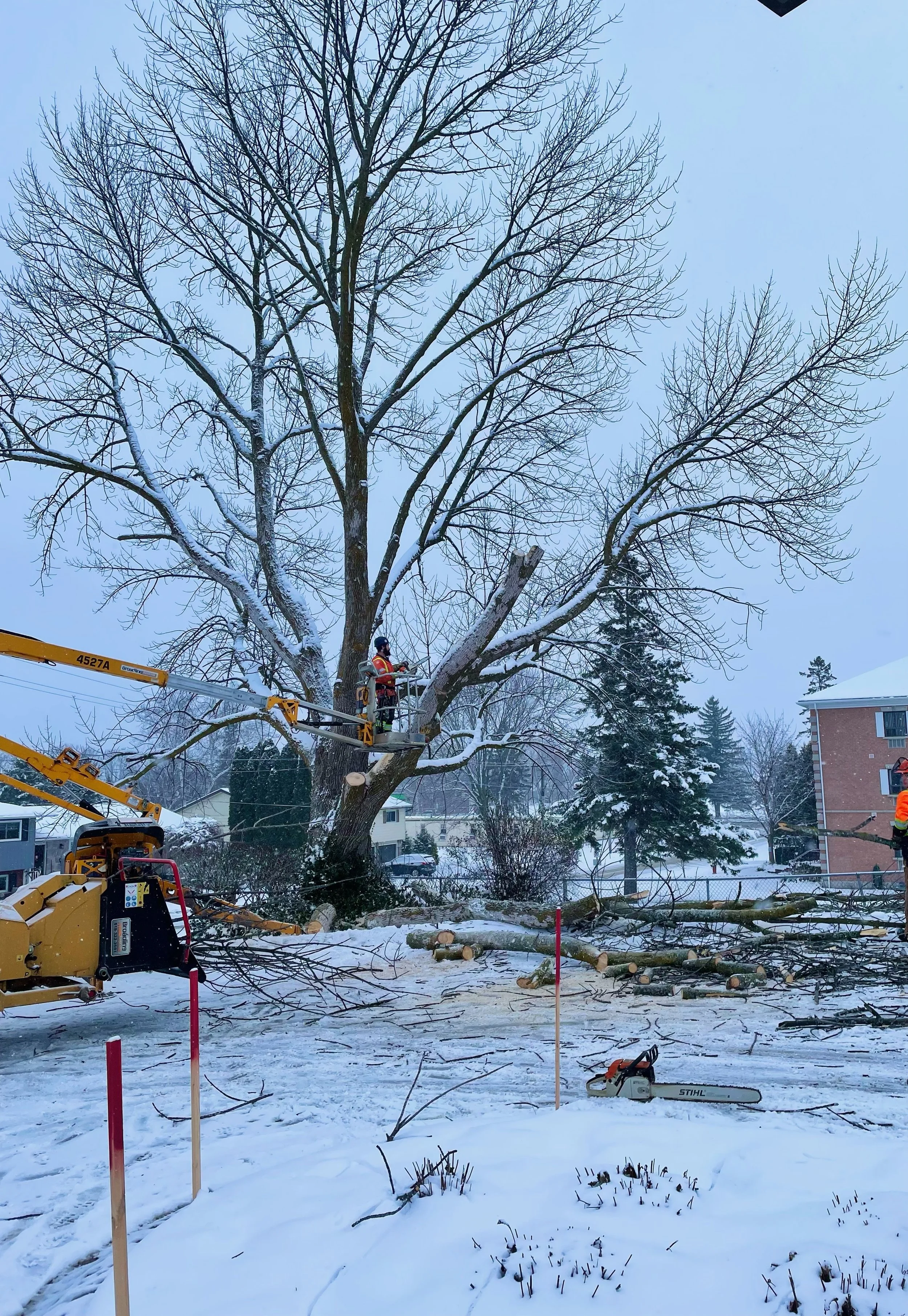 Tree trimming crew using a boom lift to cut branches from a large tree in a snowy residential area, with fallen branches and equipment on the ground.