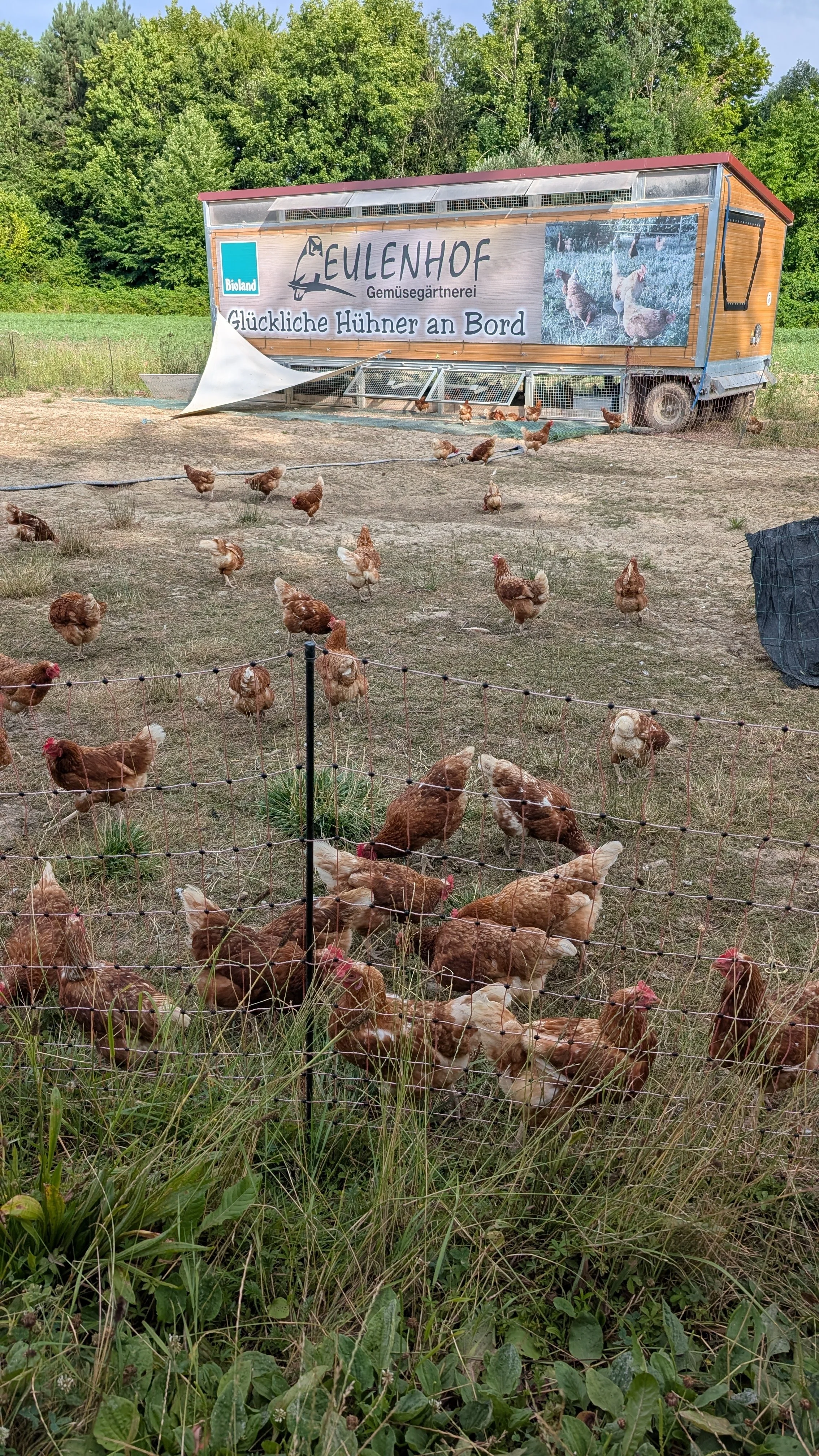 chickens.jpg