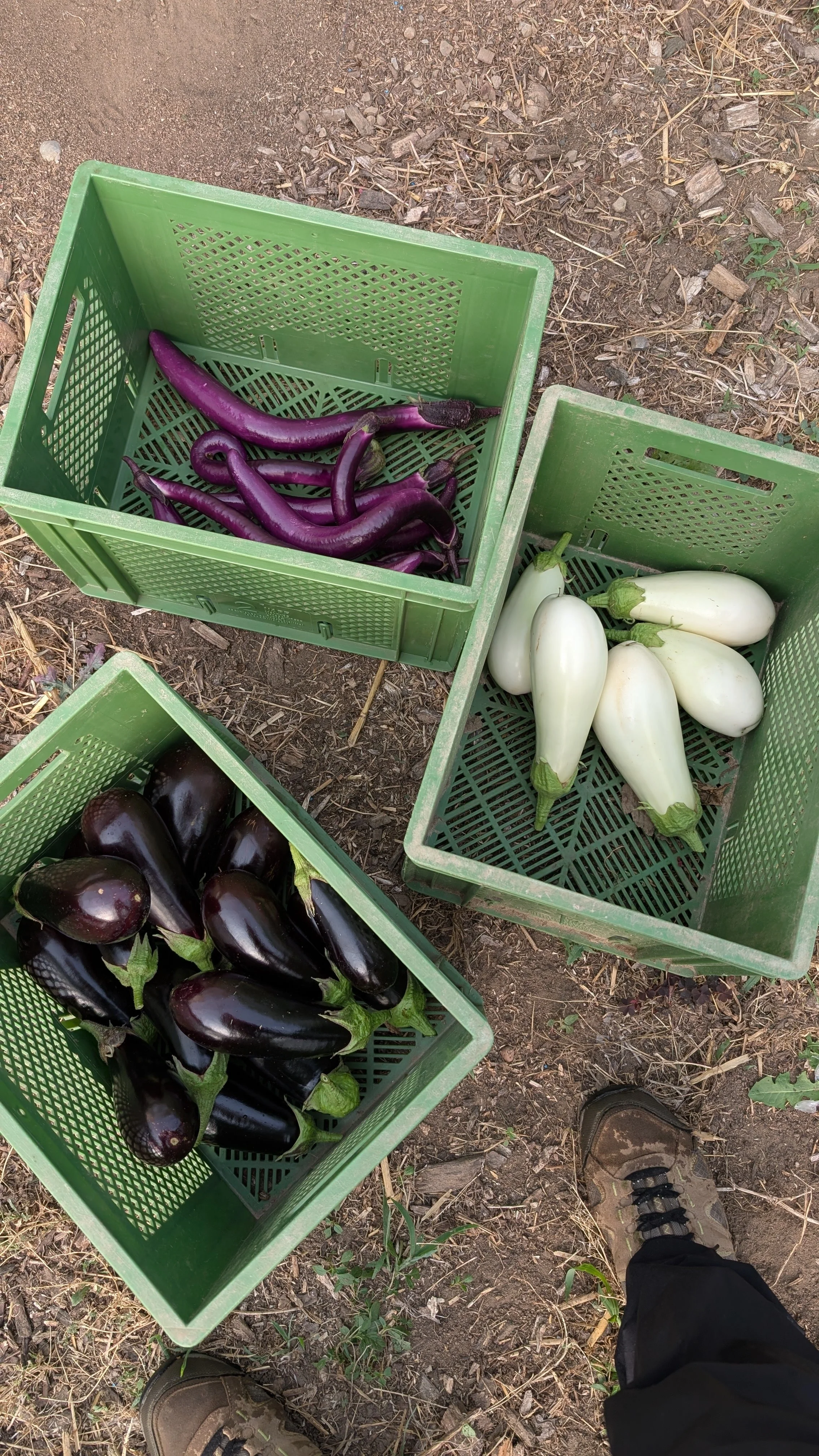 aubergines.jpg