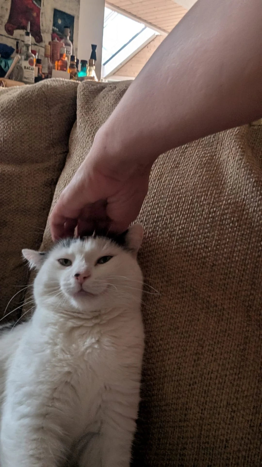 Erin's cat.jpeg