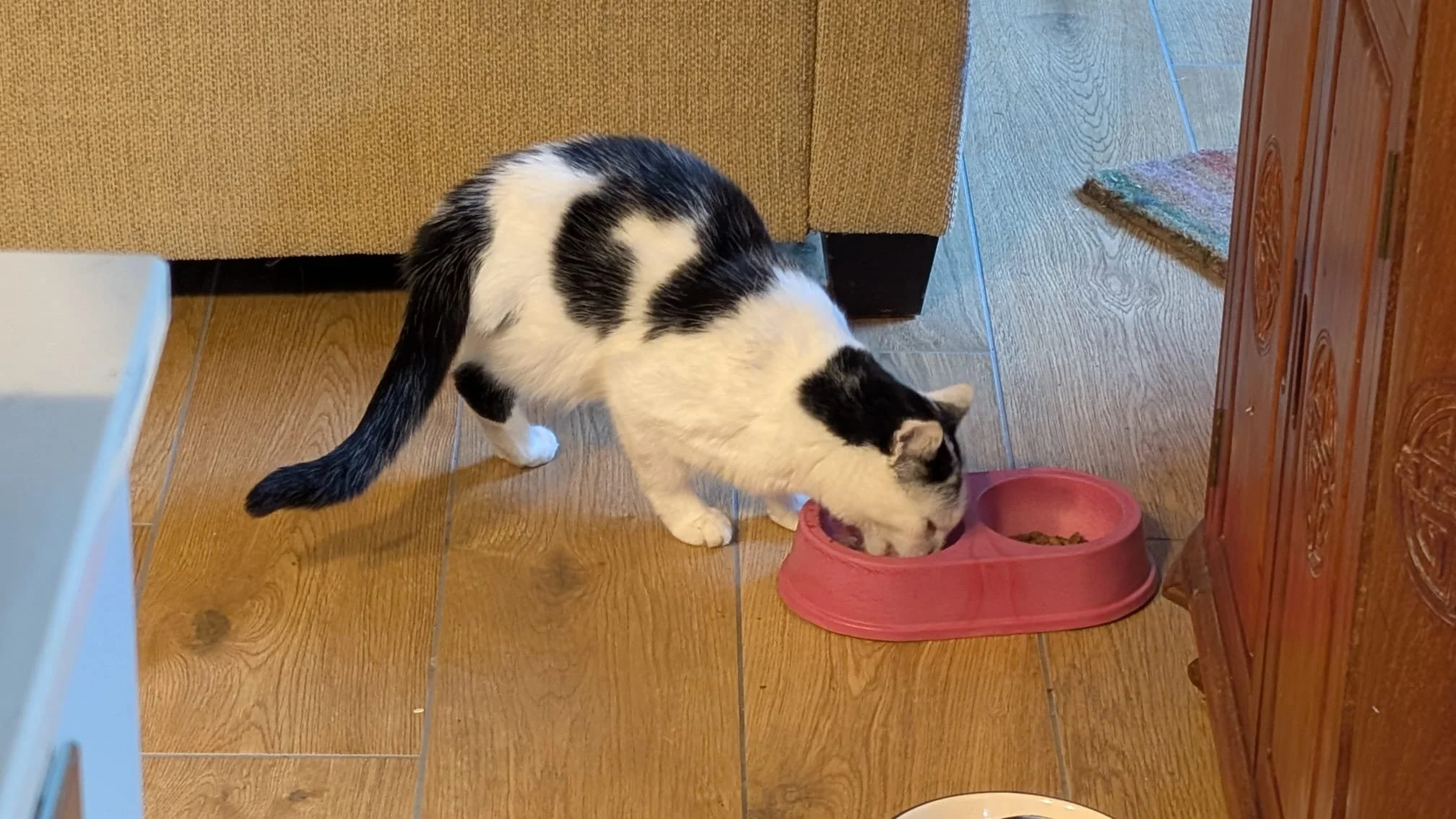 three legged cat.jpeg
