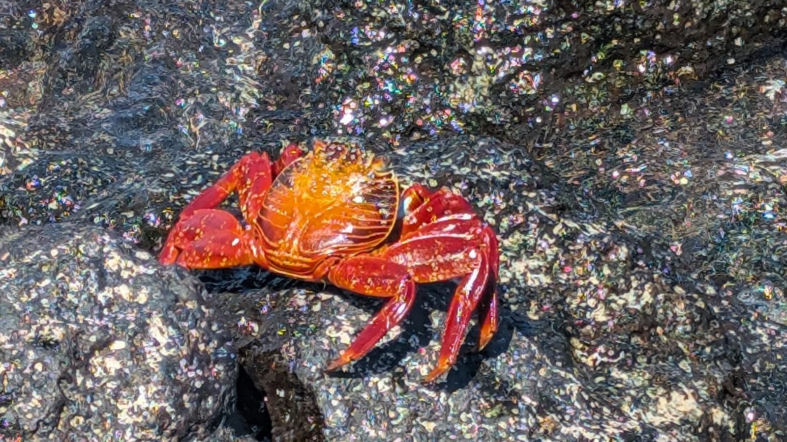 Sally Lightfoot crab.jpeg