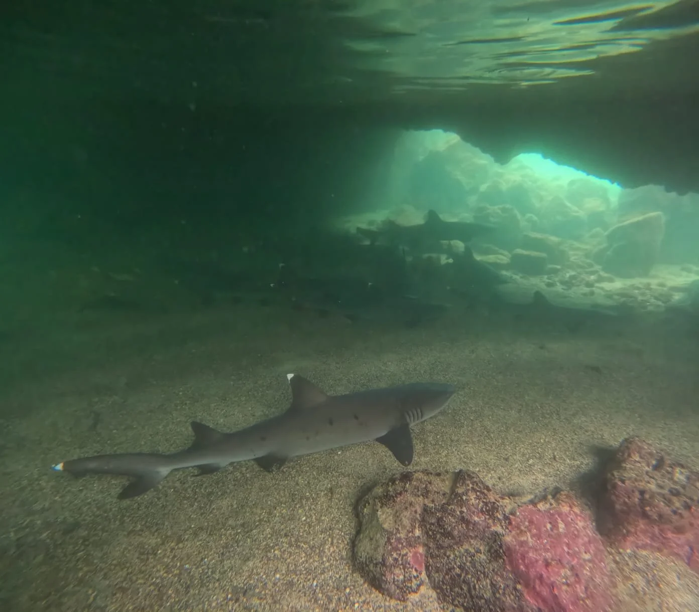 Shark.jpeg