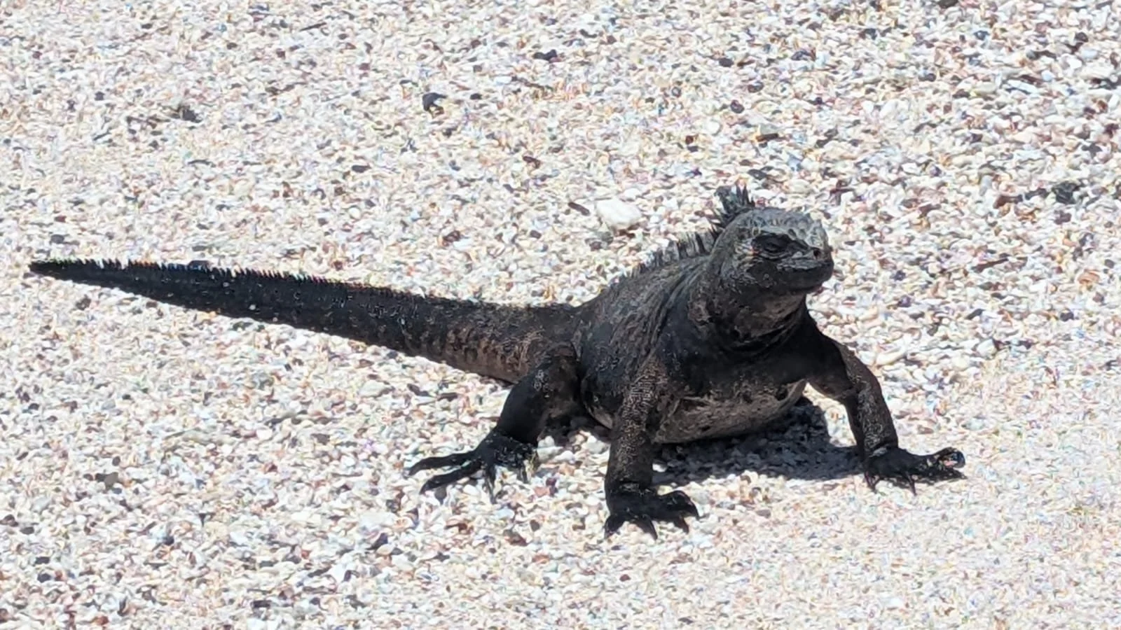 sea iguana.jpeg